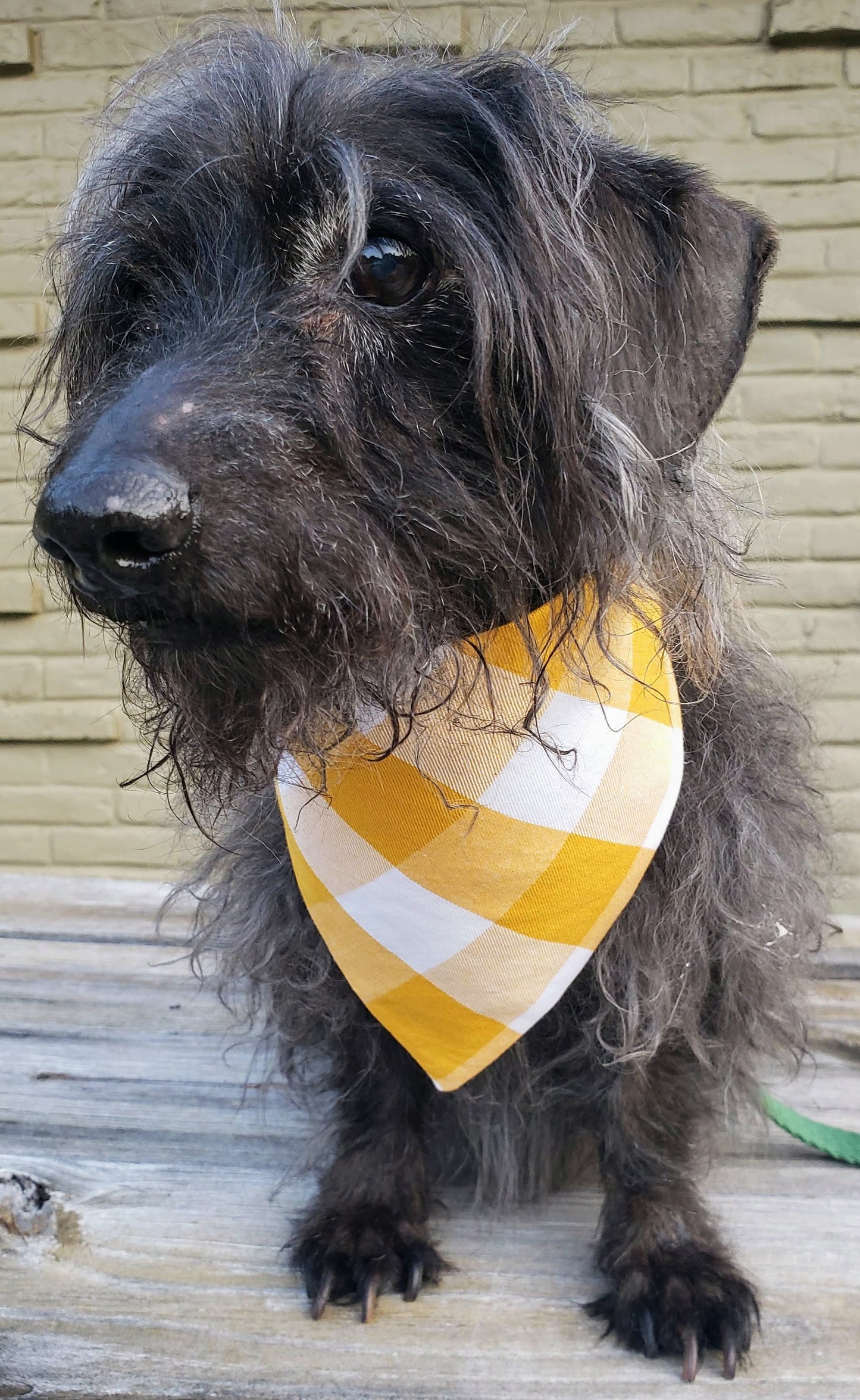 Clip on Dog Bandana With Buckle Pet Cat Bandanna Scarf Mustard Yellow White Buffalo Plaid Check Handmade