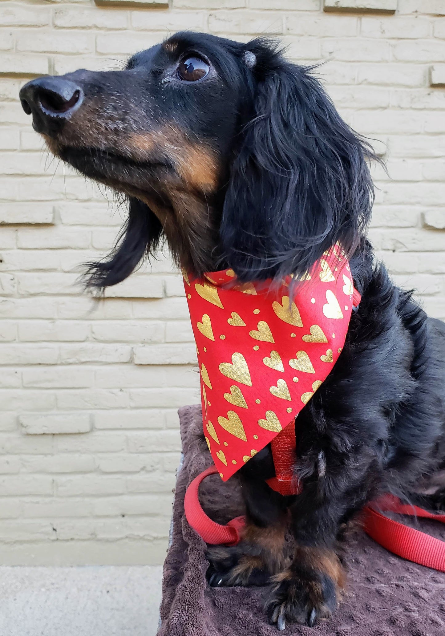 Clip on Dog Bandana With Buckle Pet Cat Bandanna Scarf Gold Hearts on Red Bling Valentine's Day Love Handmade to Order (Copy)