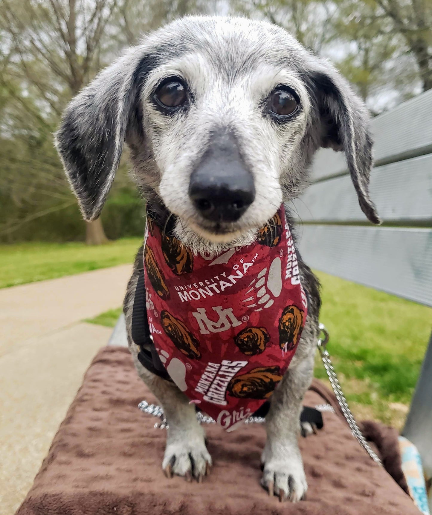 University of MONTANA GRIZ toss Clip on Dog Bandana With Buckle Pet Cat Bandanna Scarf ncaa Handmade to Order