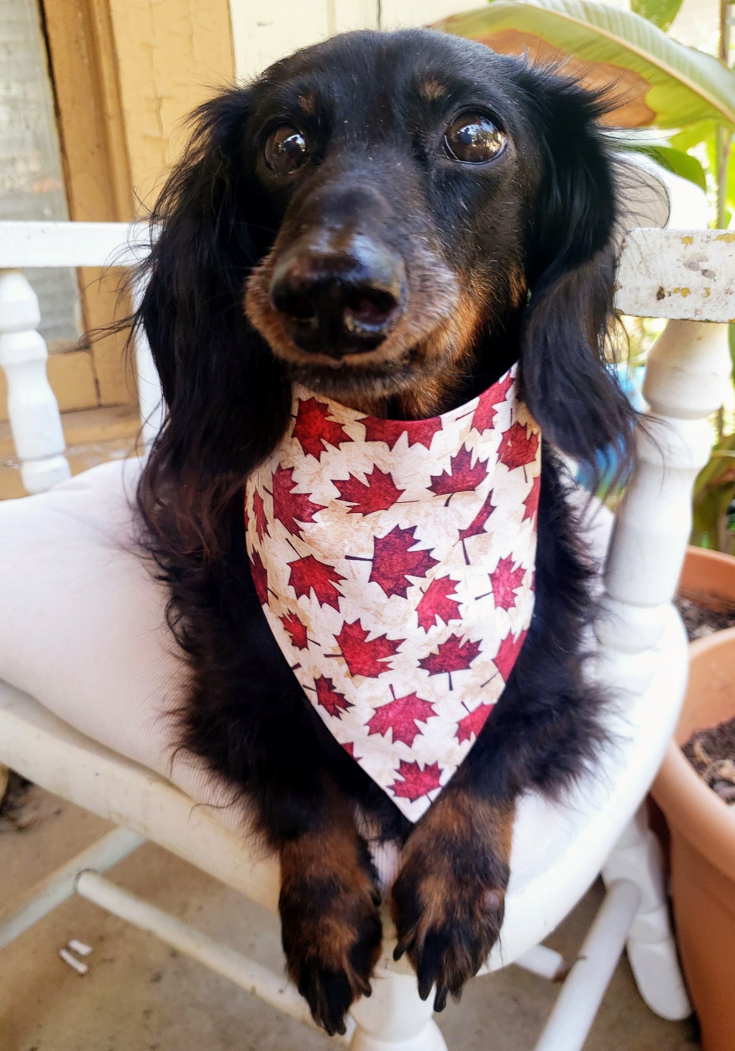 Red Maple Leaves Canadian Canadien Fall Autumn Harvest Clip on Dog Bandana With Buckle Pet Cat Bandanna Handmade to O