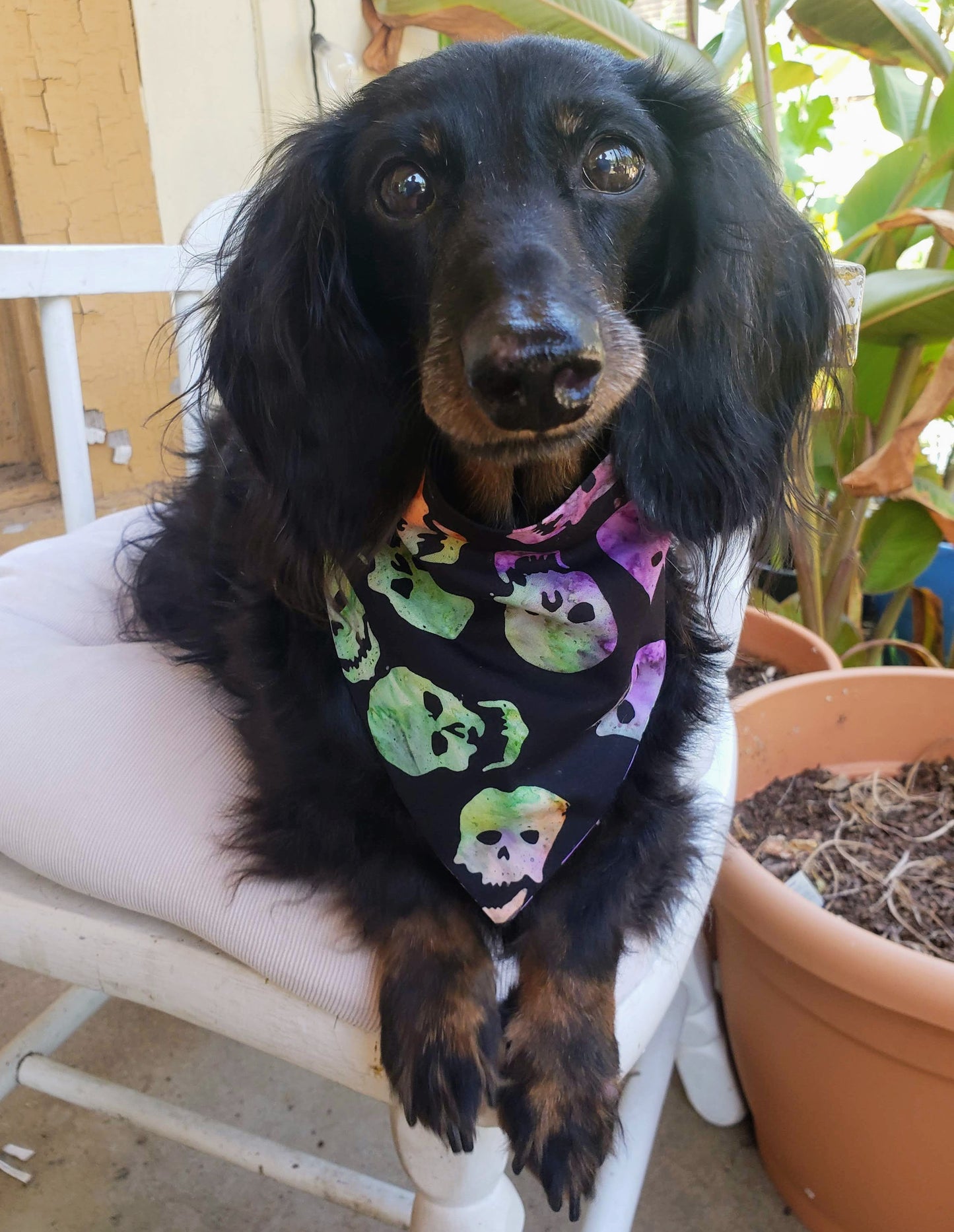 Colorful Skulls Halloween Fall Autumn Clip on Dog Bandana With Buckle Pet Cat Bandanna Handmade to Order