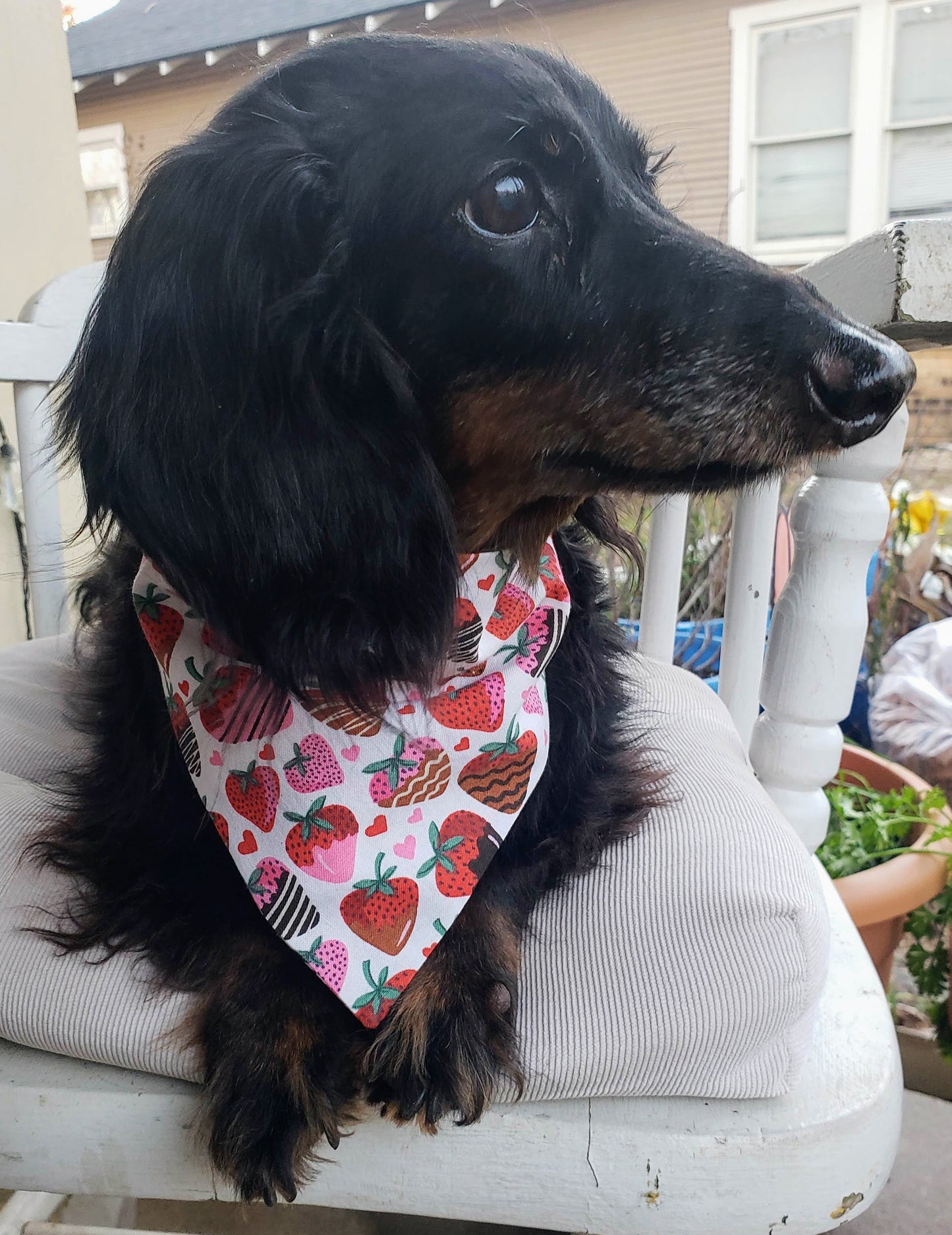 Clip on Dog Bandana With Buckle Pet Cat Bandanna Scarf Red Pink Chocolate Covered Strawberries Hearts Valentine's Day Love Handmade to Order