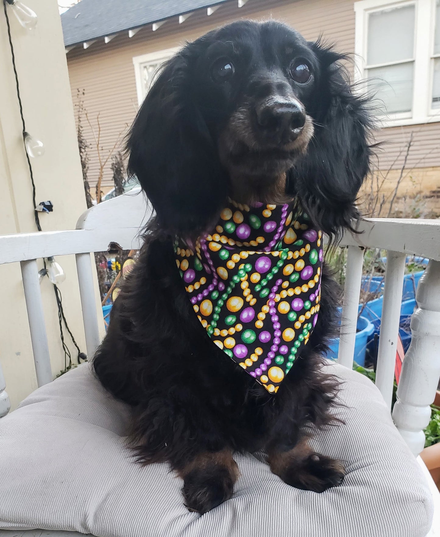 NOLA Beads Mardi Gras Laissez Les Bon Temps Rouler Clip on Dog Bandana With Buckle Pet Cat Bandanna Handmade to Order