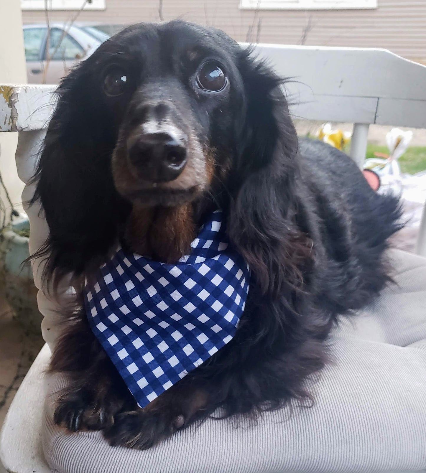 Clip on Dog Bandana With Buckle Pet Cat Bandanna Scarf Blue Gingham Plaid Check Summer Handmade to Order