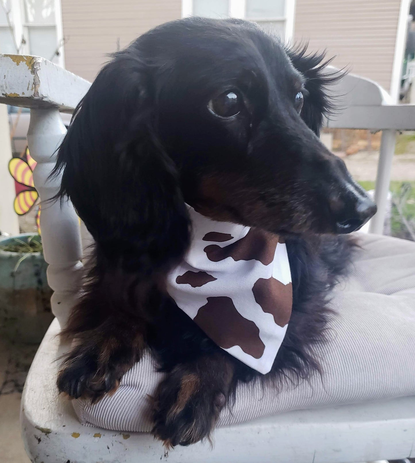 Clip on Dog Bandana With Buckle Pet Cat Bandanna Scarf Brown & White Cow Hide Handmade to Order