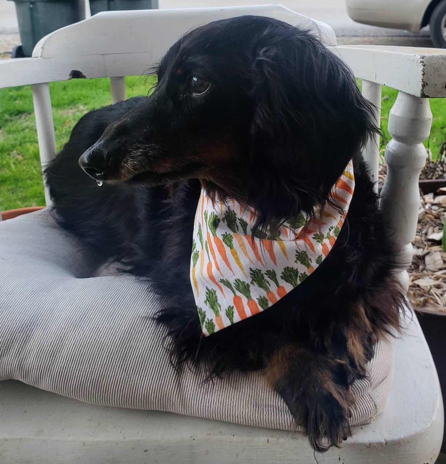 Clip on Dog Bandana With Buckle Pet Cat Bandanna Scarf Easter Bunny Carrots Print Handmade to Order