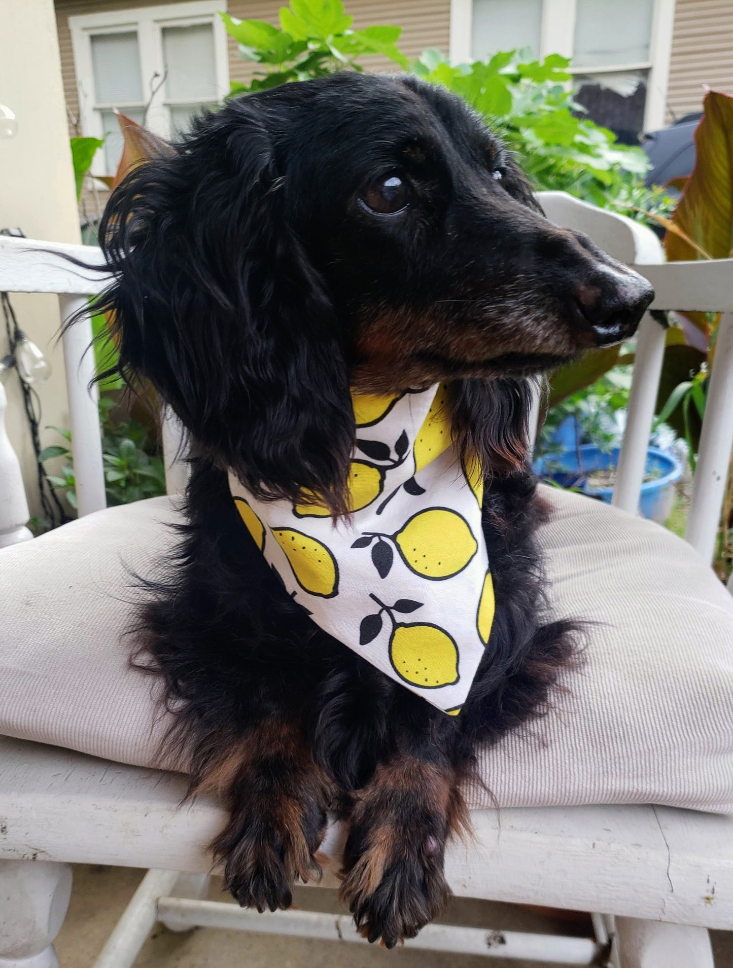 Clip on Dog Bandana With Buckle Pet Cat Bandanna Scarf Yellow Lemons Citrus Fruits Summer Handmade to Order