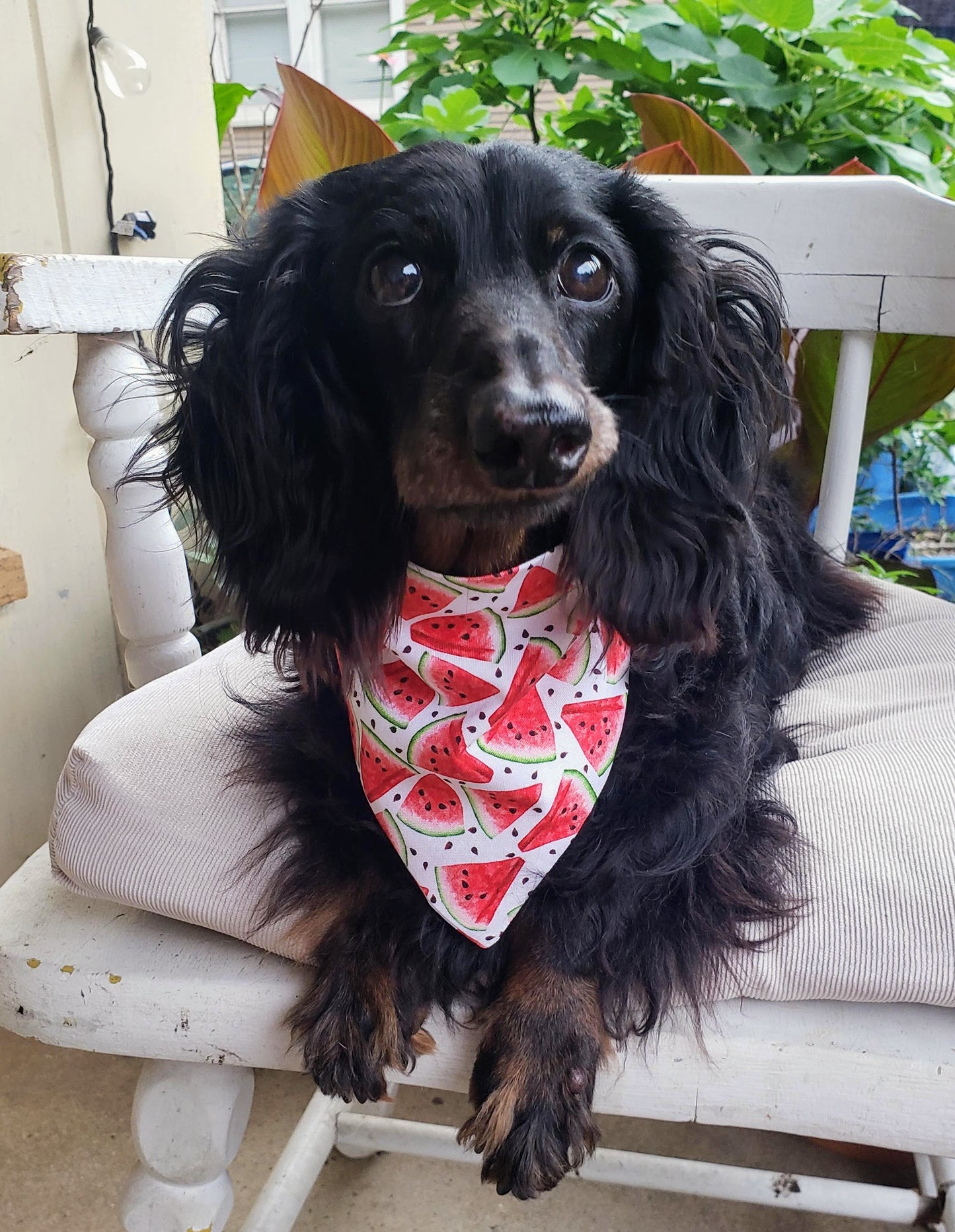 Clip on Dog Bandana With Buckle Pet Cat Bandanna Scarf Red Watermelon BBQ Picnic Summer Handmade to Order