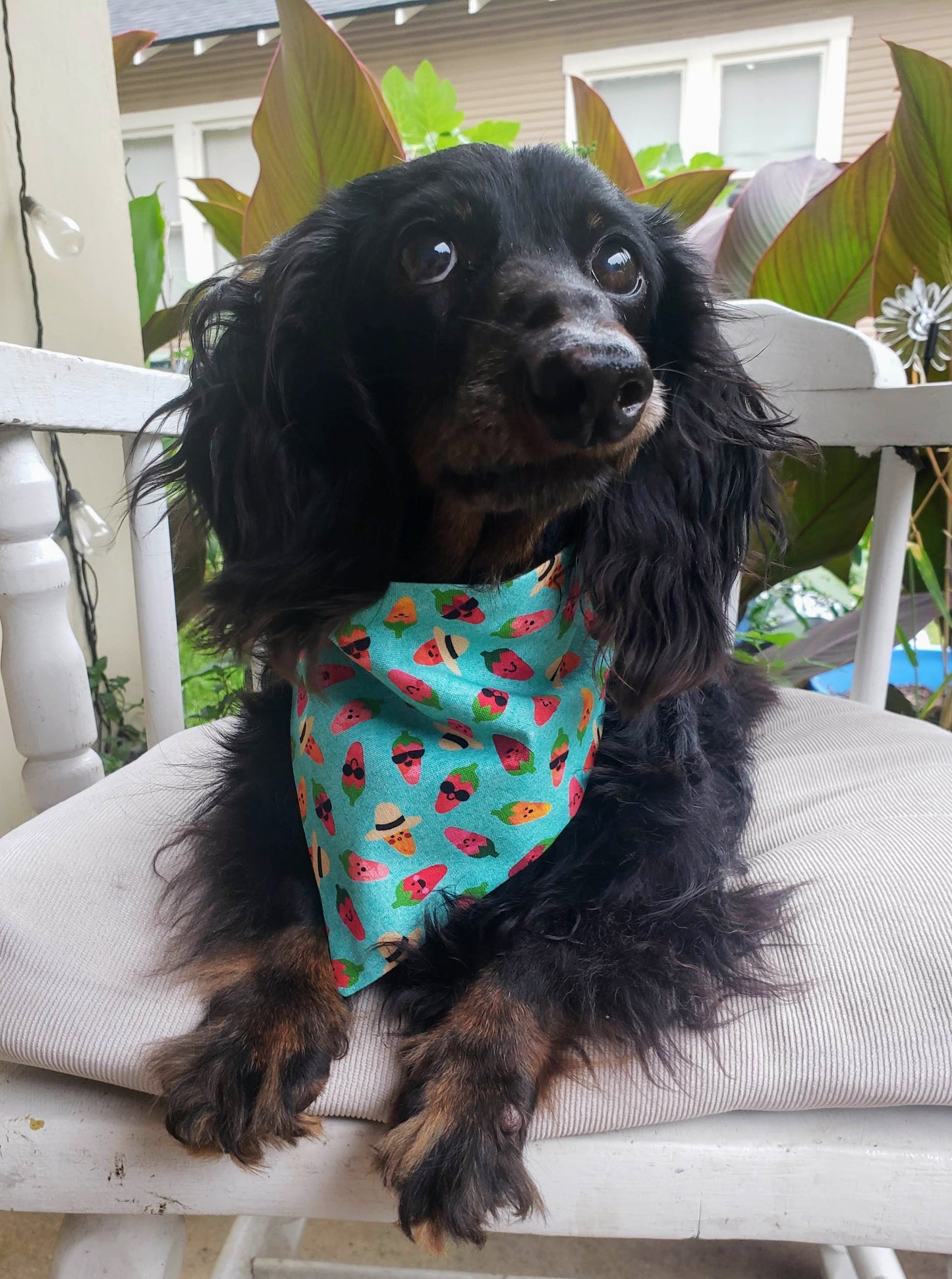 Clip on Dog Bandana With Buckle Pet Cat Bandanna Scarf Chiles Chilis Peppers with Hats Sombreros Sunglasses Handmade to Order