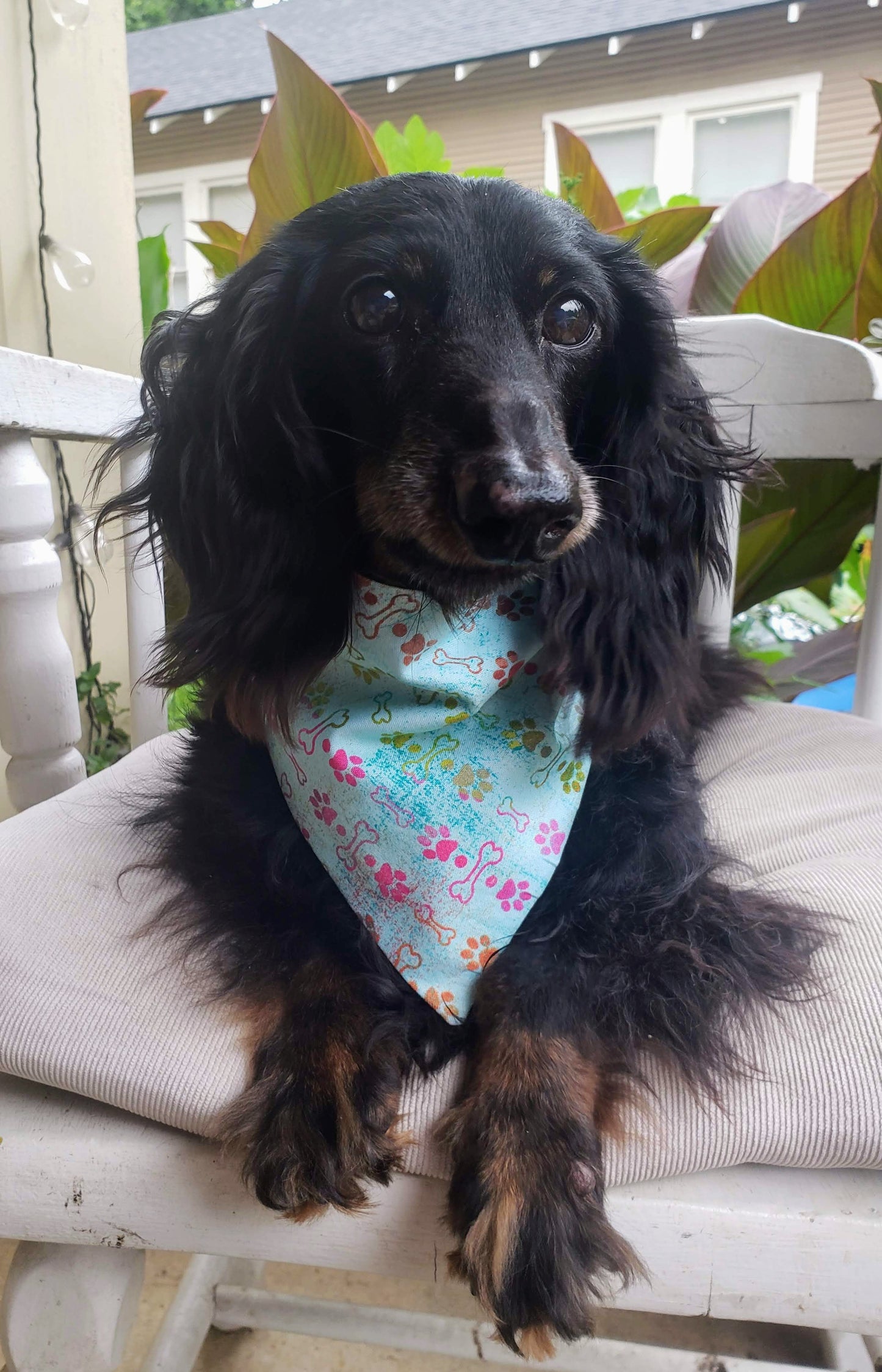 Clip on Dog Bandana With Buckle Pet Cat Bandanna Teal Rainbow Paws & Bones Handmade to Order