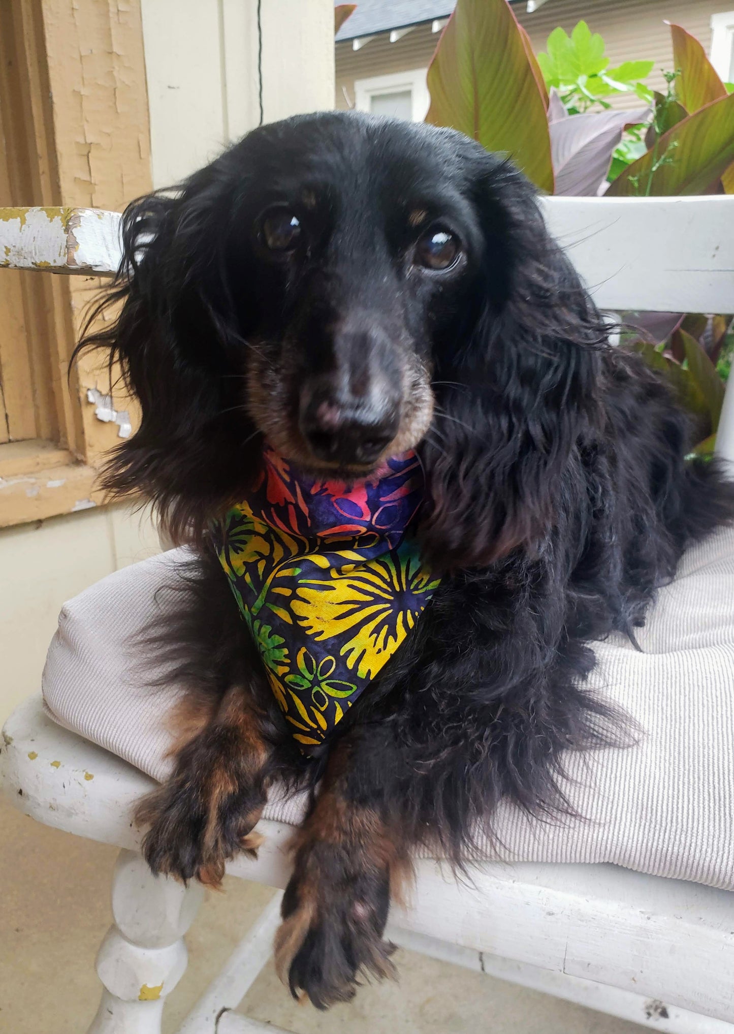 Clip on Dog Bandana With Buckle Pet Cat Bandanna Scarf Blue Hawaiian Floral Hibiscus Plumeria Palms Handmade to Order