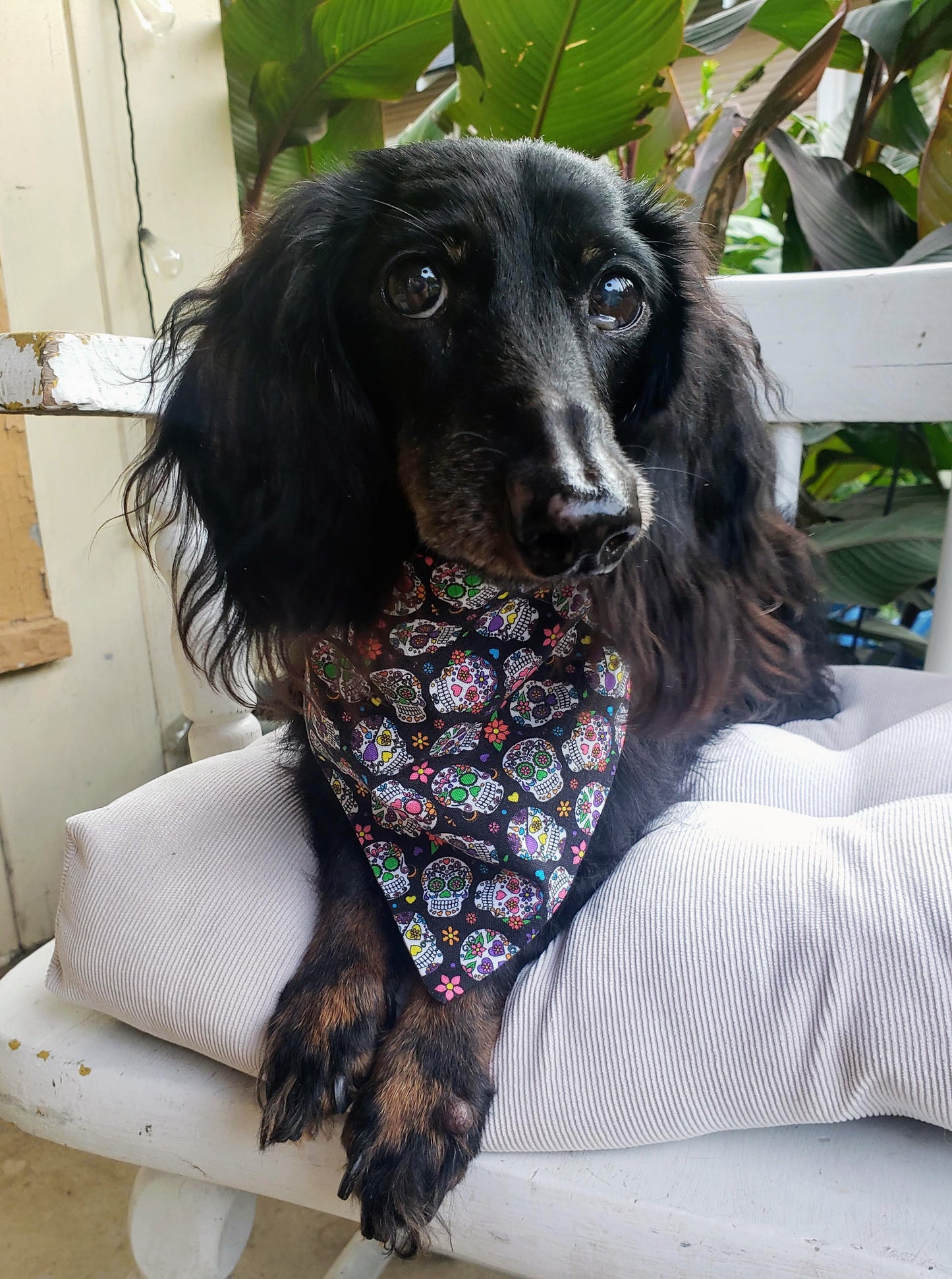 Sugar Skulls Dia de los Muertos Clip on Dog Bandana With Buckle Pet Cat Bandanna Handmade to Order