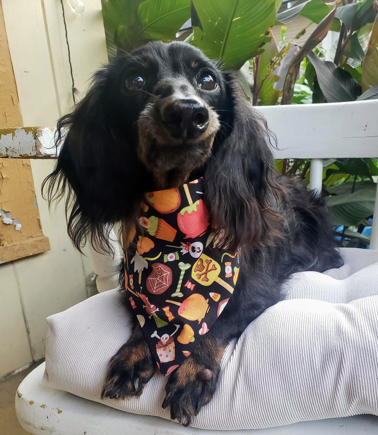 Halloween Candy & Treats Fall Autumn Clip on Dog Bandana With Buckle Pet Cat Bandanna Handmade to Order