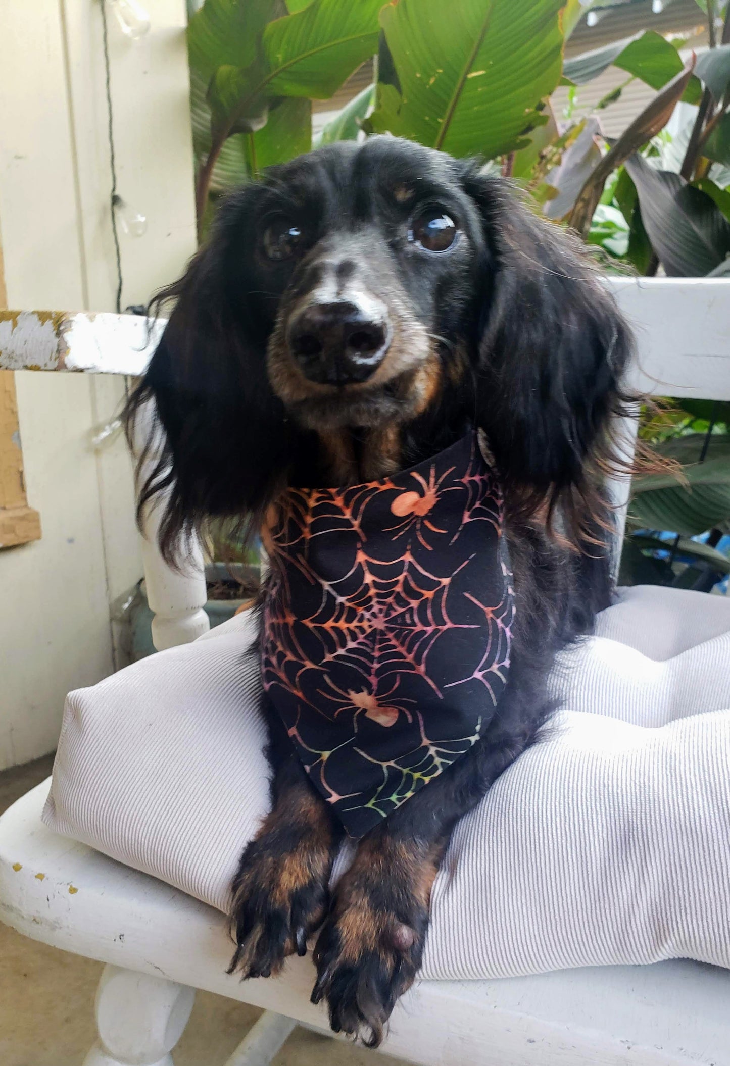 Spiders Webs Colorful Halloween Fall Autumn Clip on Dog Bandana With Buckle Pet Cat Bandanna Handmade to Order