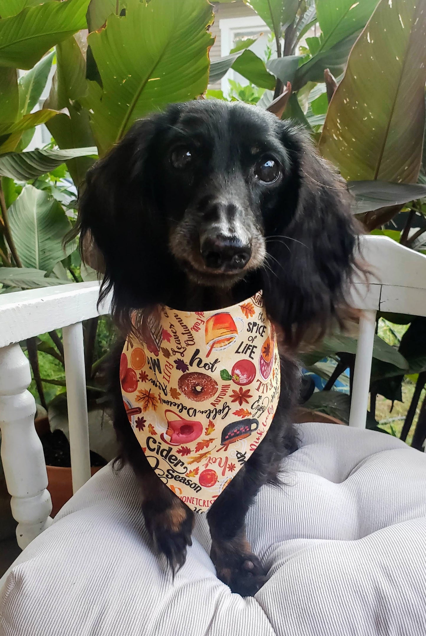 Apple Cider Season Fall Autumn Harvest Clip on Dog Bandana With Buckle Pet Cat Bandanna Handmade to Order