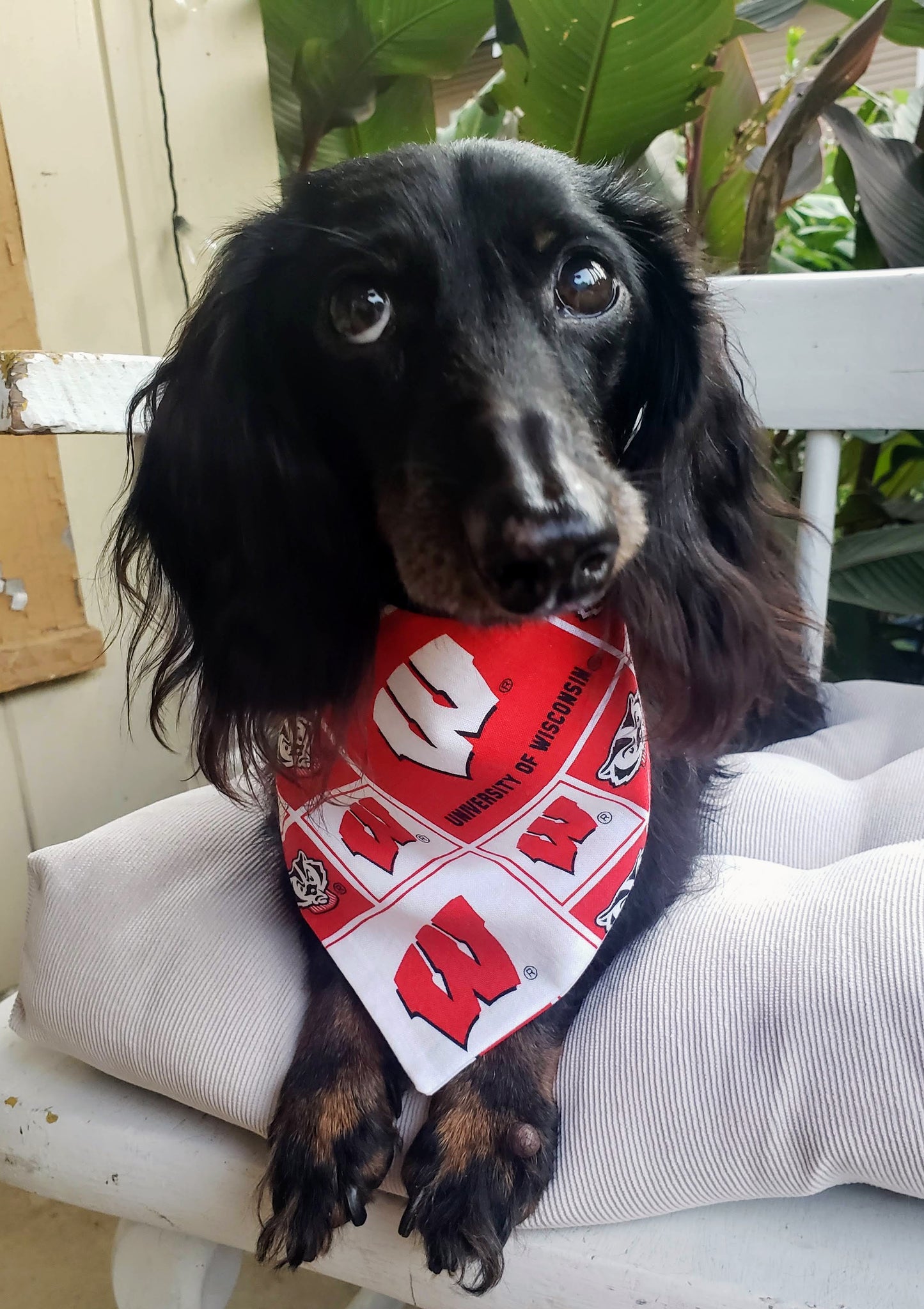 University of Wisconsin Badgers Clip on Dog Bandana With Buckle Pet Cat Bandanna Scarf ncaa Handmade to Order