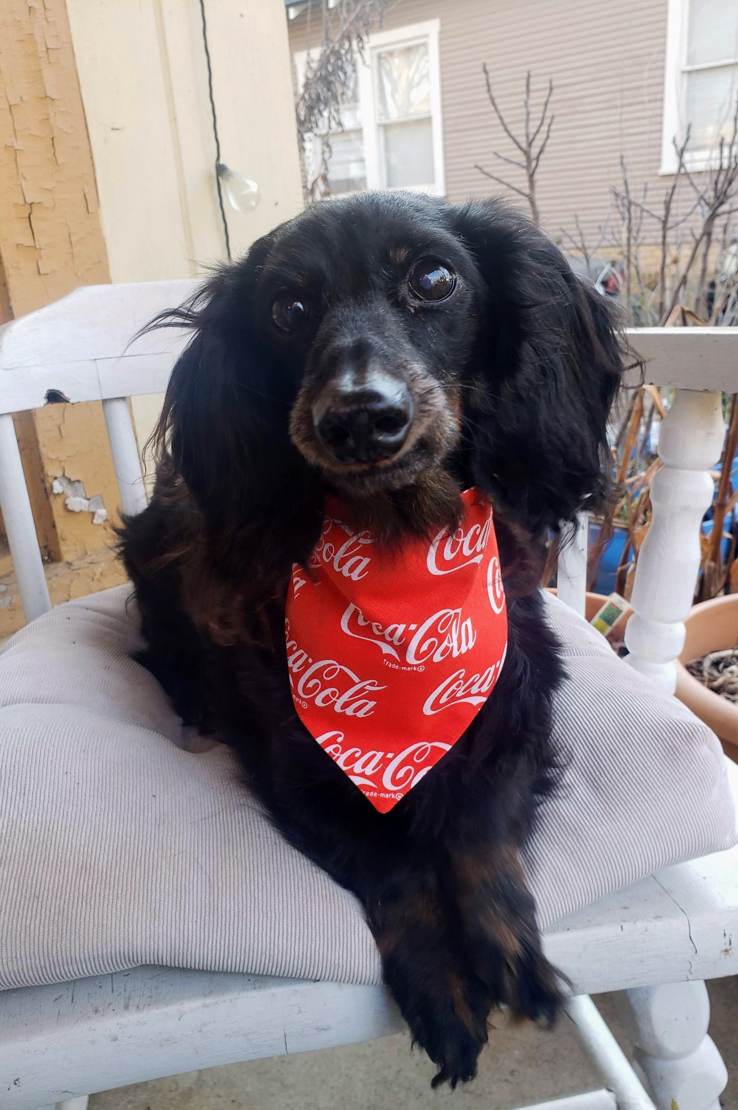 Clip on Dog Bandana With Buckle Pet Cat Bandanna Coke Coca Cola Red Handmade to Order