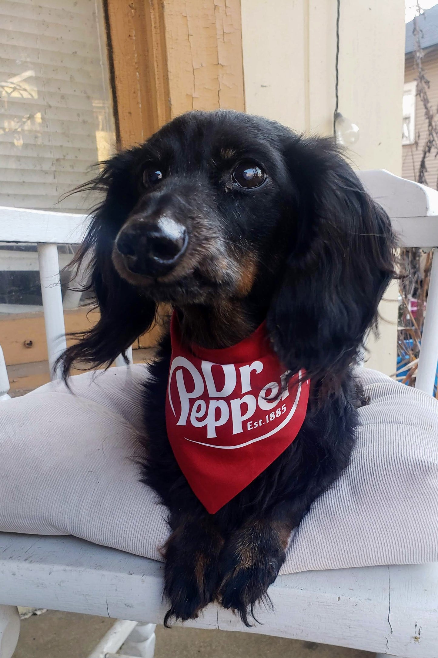 Dr Pepper Texas Clip on Dog Bandana With Buckle Pet Cat Bandanna Scarf Handmade to Order