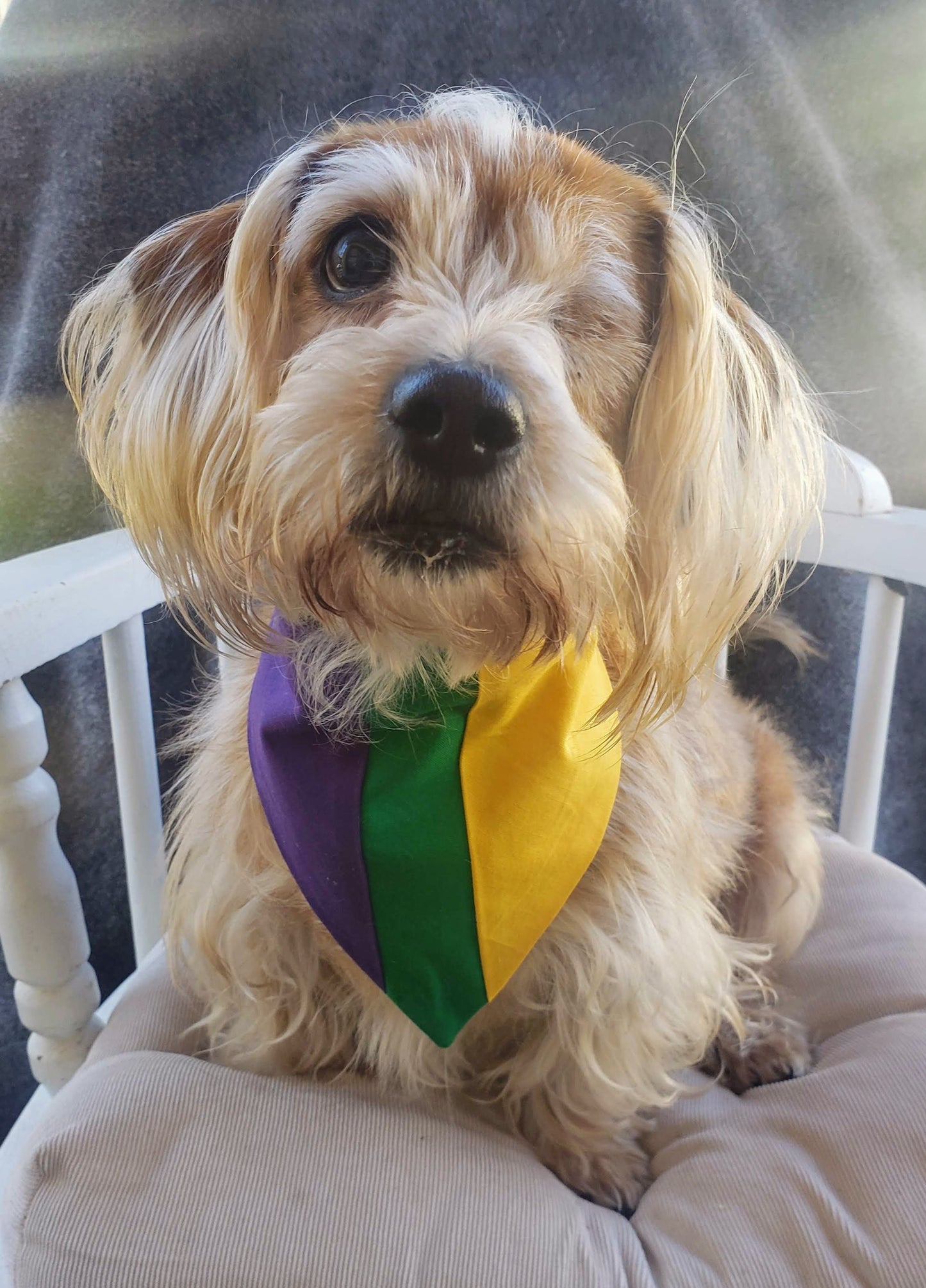 Clip on Dog Bandana With Buckle Pet Cat Bandanna Scarf Mardi Gras Colors Purple Yellow Green NOLA Laissez Les Bon Temps Rouler Exclusive Handmade to Order