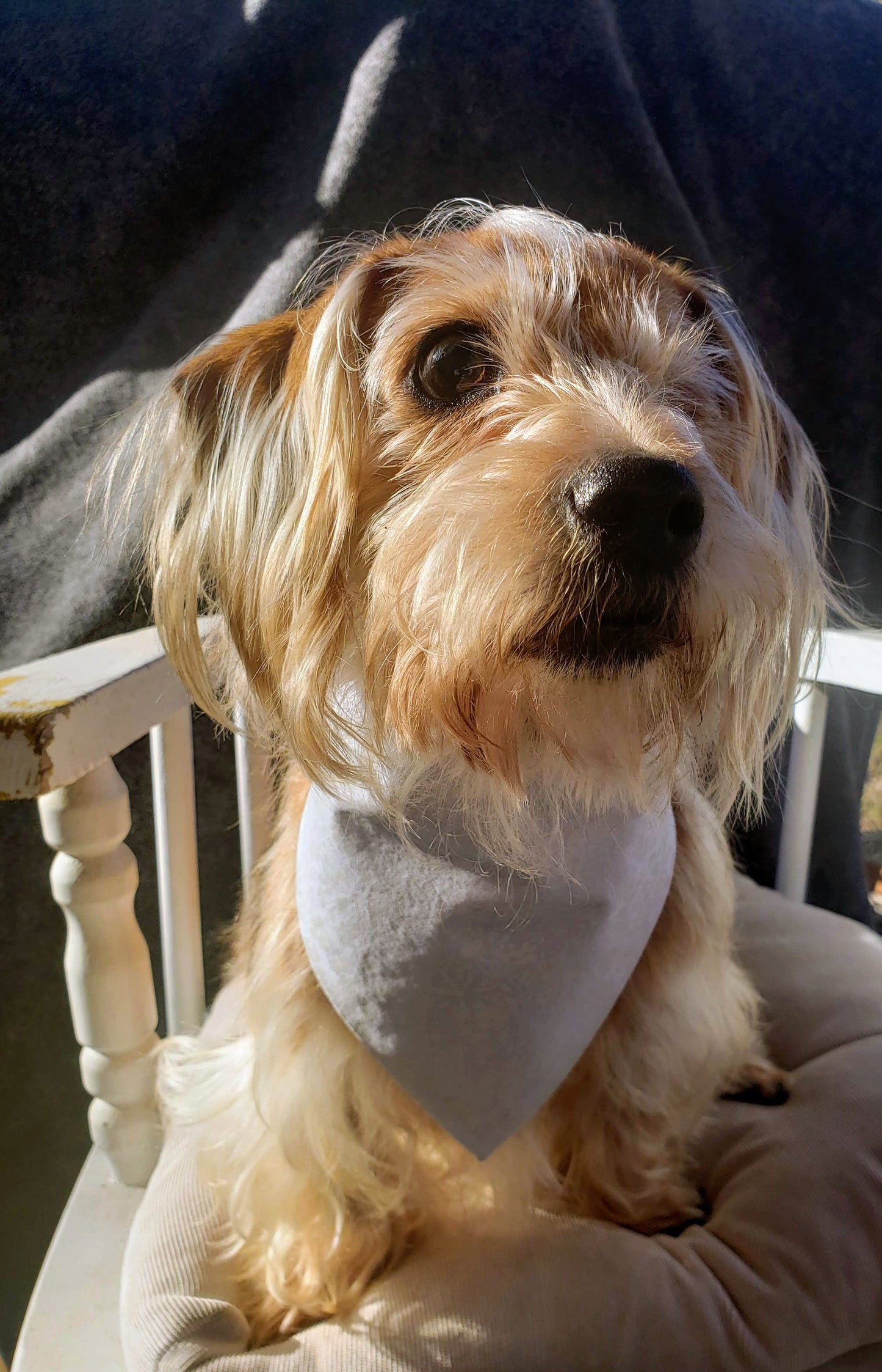 Clip on Dog Bandana With Buckle Pet Cat Bandanna Summertime White Floral Flowers on White Wedding Formal Handmade to Order
