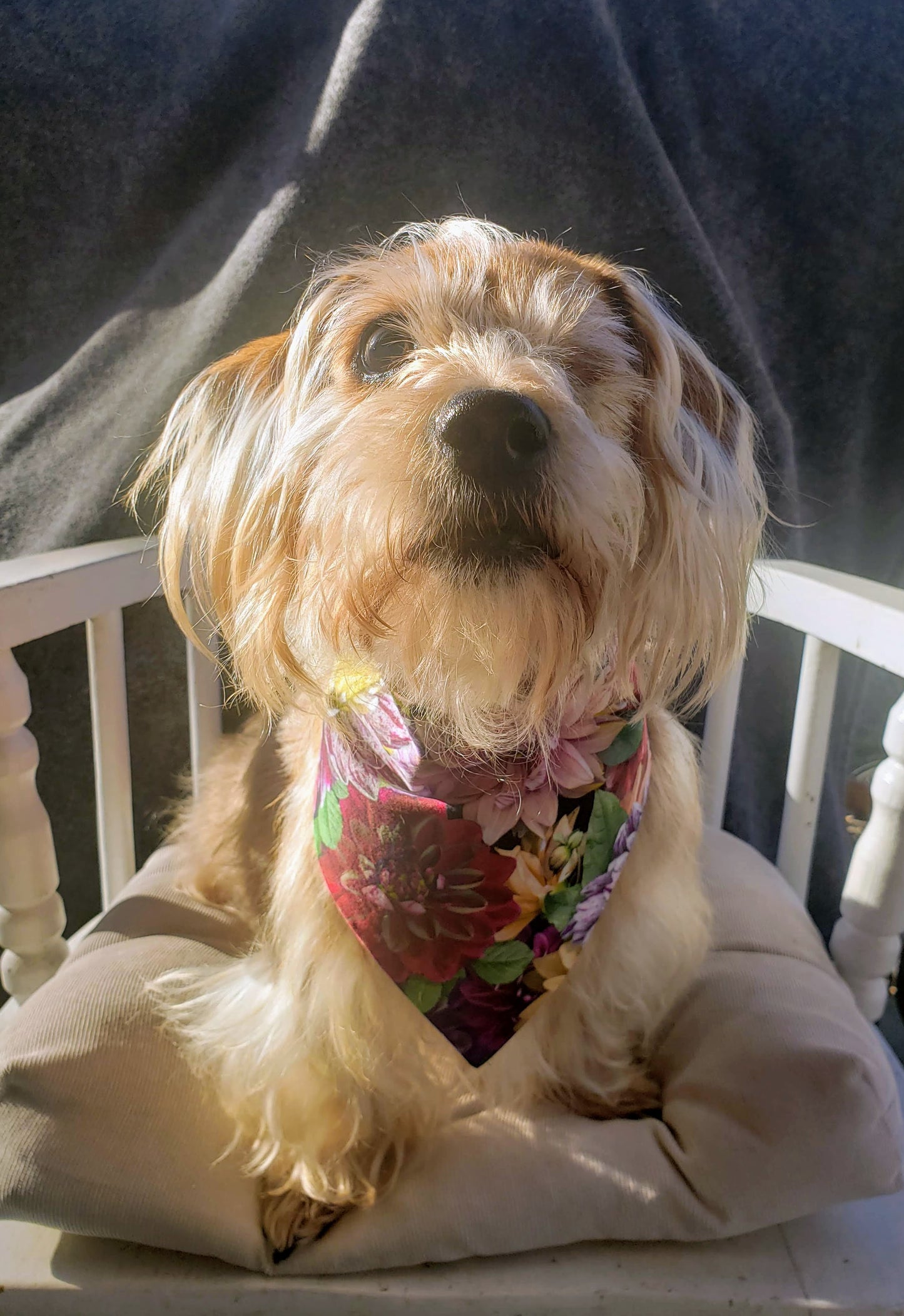Clip on Dog Bandana With Buckle Pet Cat Bandanna Dahlias Flowers Floral Colorful Spring Summer Handmade to Order