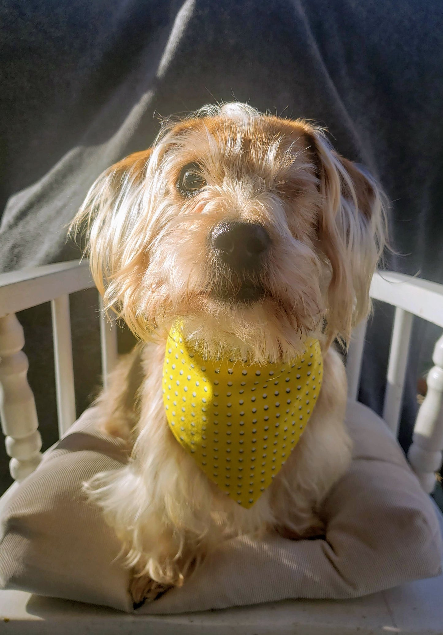 Clip on Dog Bandana With Buckle Pet Cat Bandanna Yellow & White 3D Dots Handmade to Order