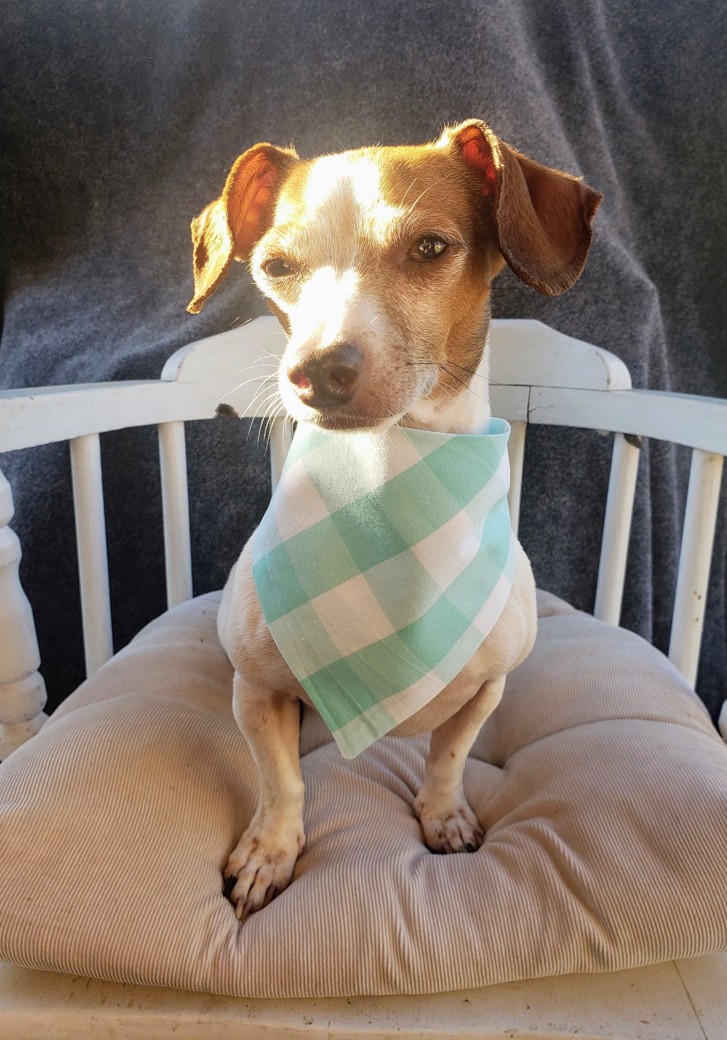 Clip on Dog Bandana With Buckle Pet Cat Bandanna Robin's Egg Blue Teal Turquoise Large One Inch Buffalo Plaid Check Gingham Handmade to Order