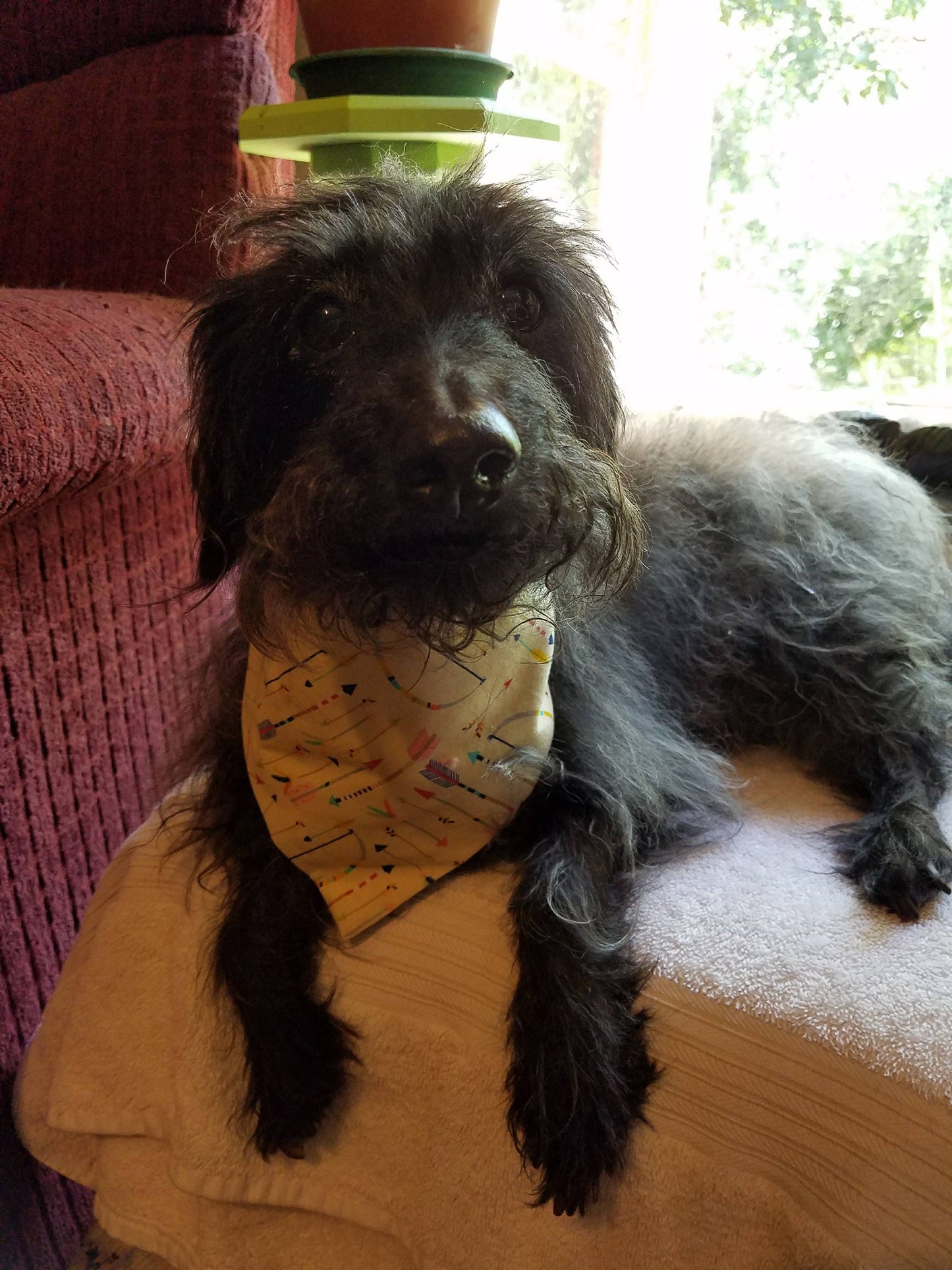 Clip on Dog Bandana With Buckle Pet Cat Bandanna Scarf Cream Tribal Bows & Arrows Handmade to Order