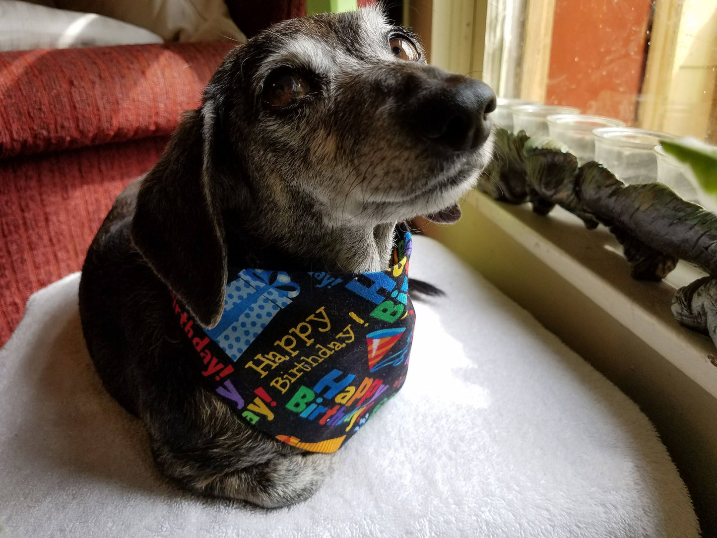 Clip on Dog Bandana With Buckle Pet Cat Bandanna Scarf Black Happy Birthday Handmade