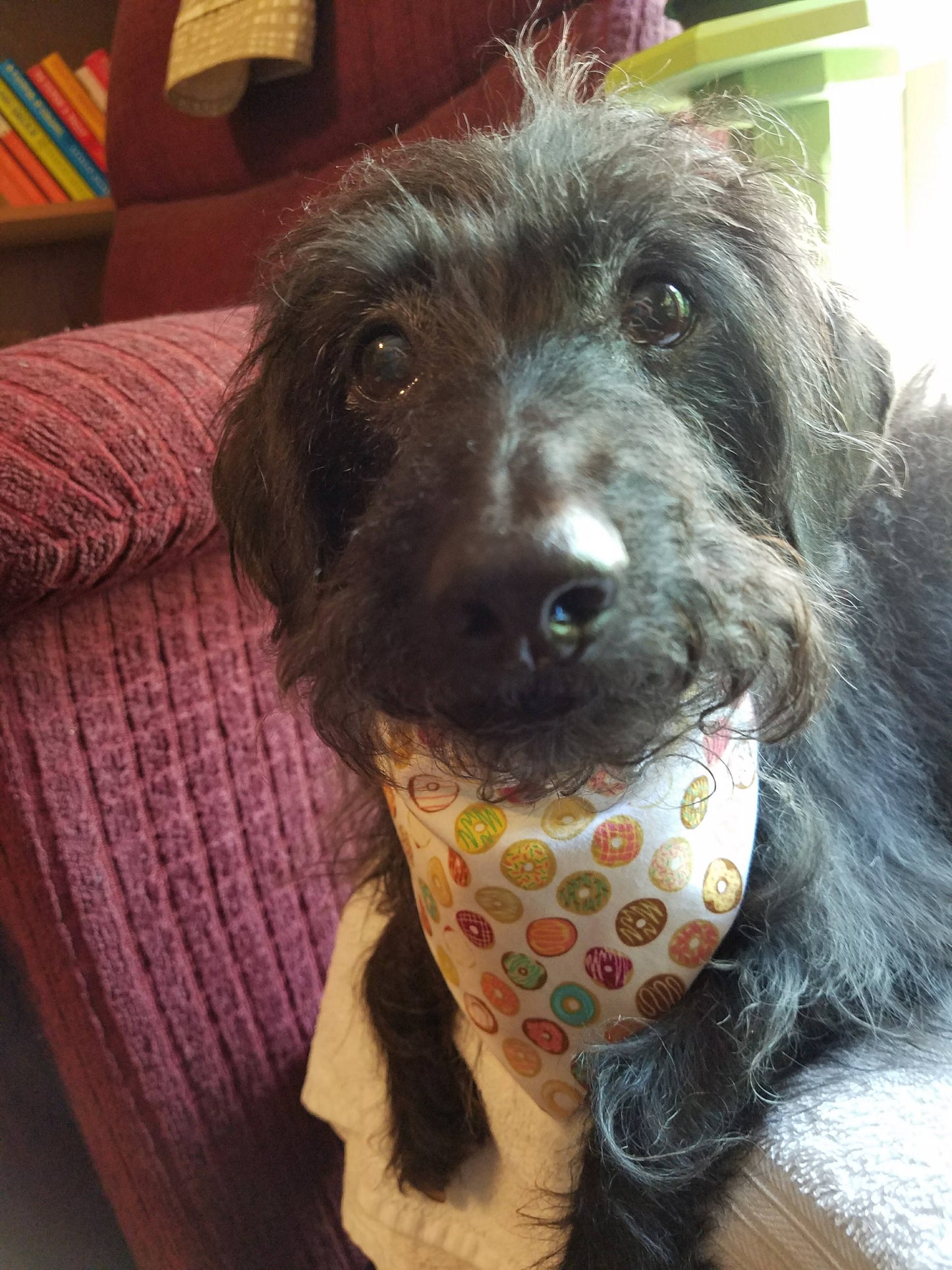 Clip on Dog Bandana With Buckle Pet Cat Bandanna Scarf Multi-Colored Pastels Sweets Donuts Handmade to Order