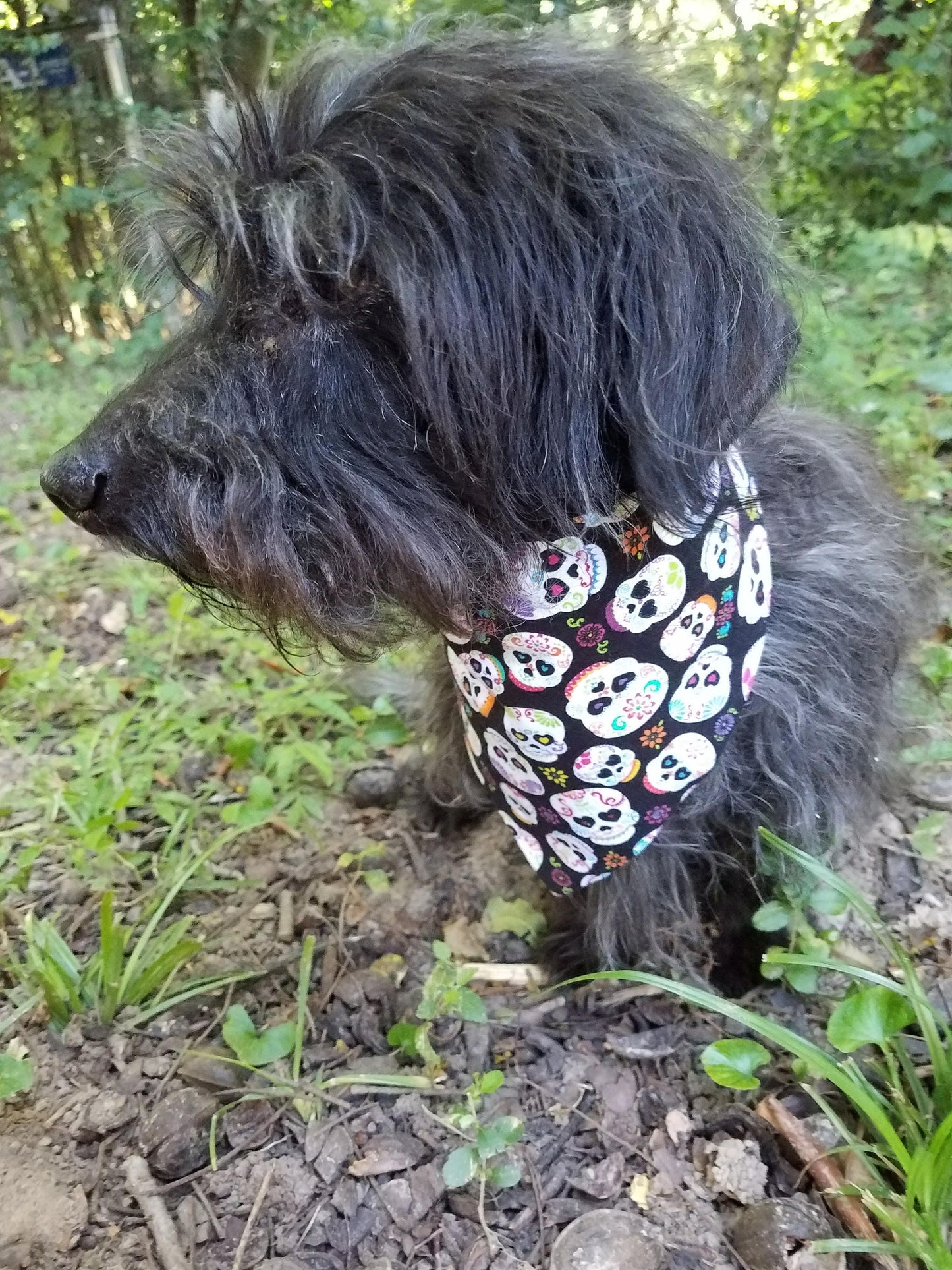 Clip on Dog Bandana With Buckle Pet Cat Bandanna Scarf Black Skulls Dia de los Muertos Sugar Skulls Handmade to Order