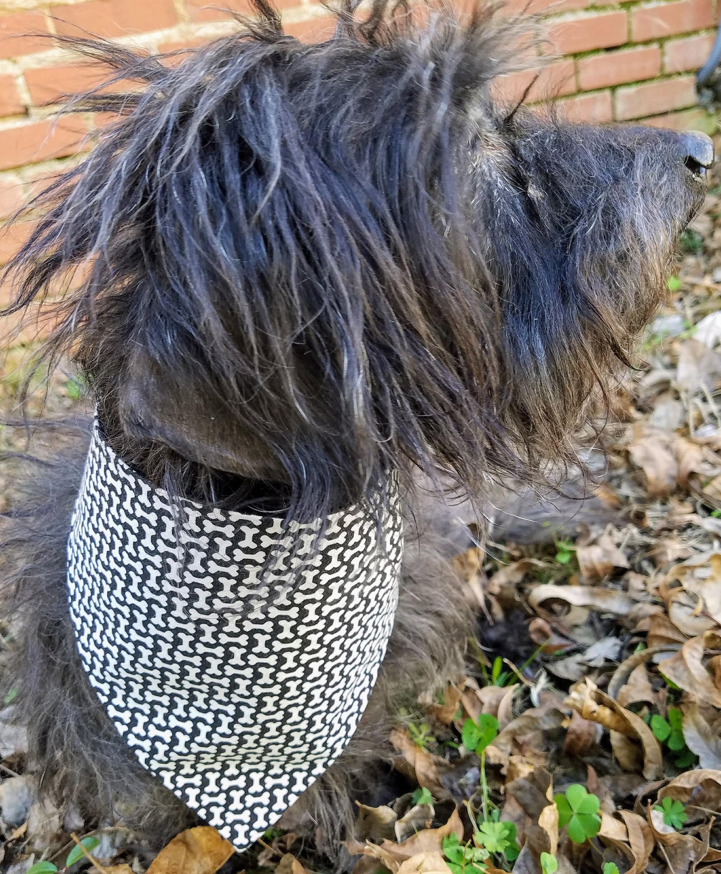 Clip on Dog Bandana With Buckle Pet Cat Bandanna Scarf Black & White Bones Handmade to Order