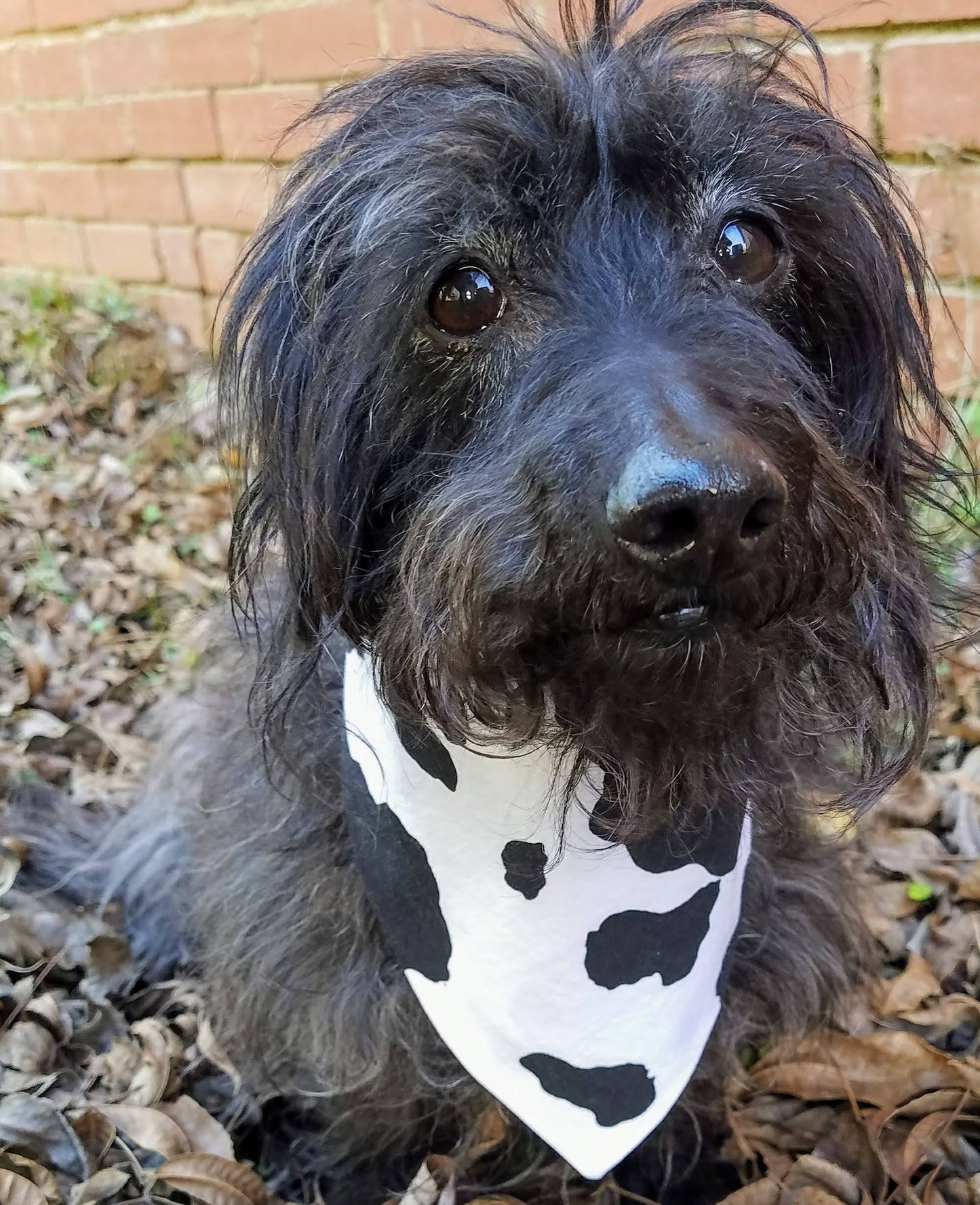 Clip on Dog Bandana With Buckle Pet Cat Bandanna Scarf Black & White Cow Hide Handmade to Order
