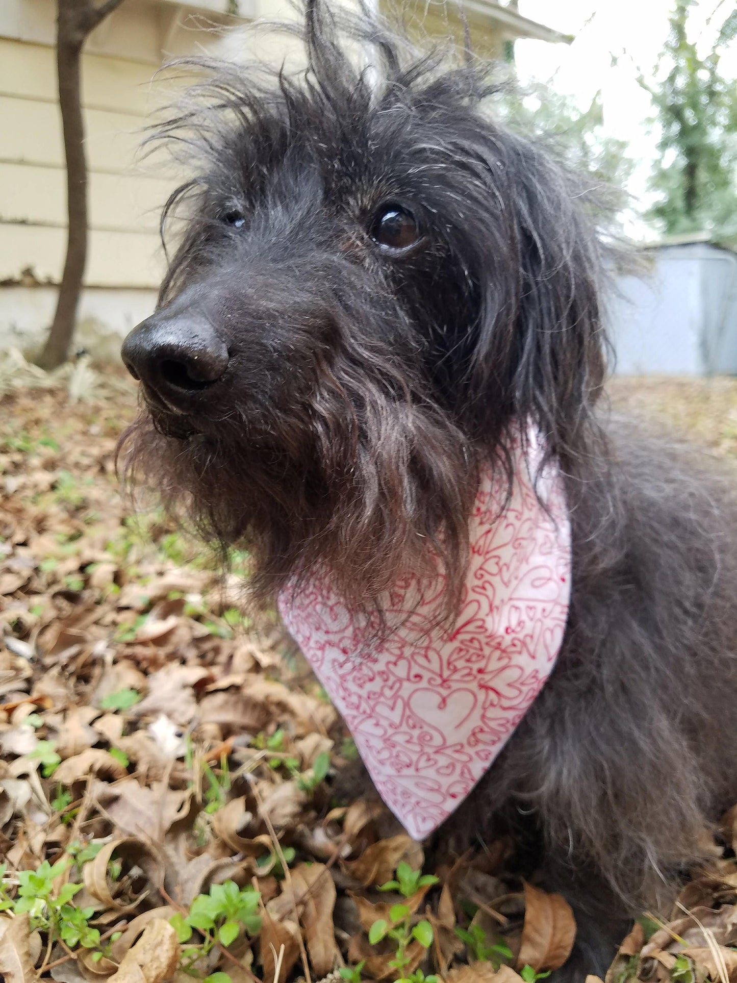 Clip on Dog Bandana With Buckle Pet Cat Bandanna Scarf Red Hearts Valentine's Day Handmade to Order