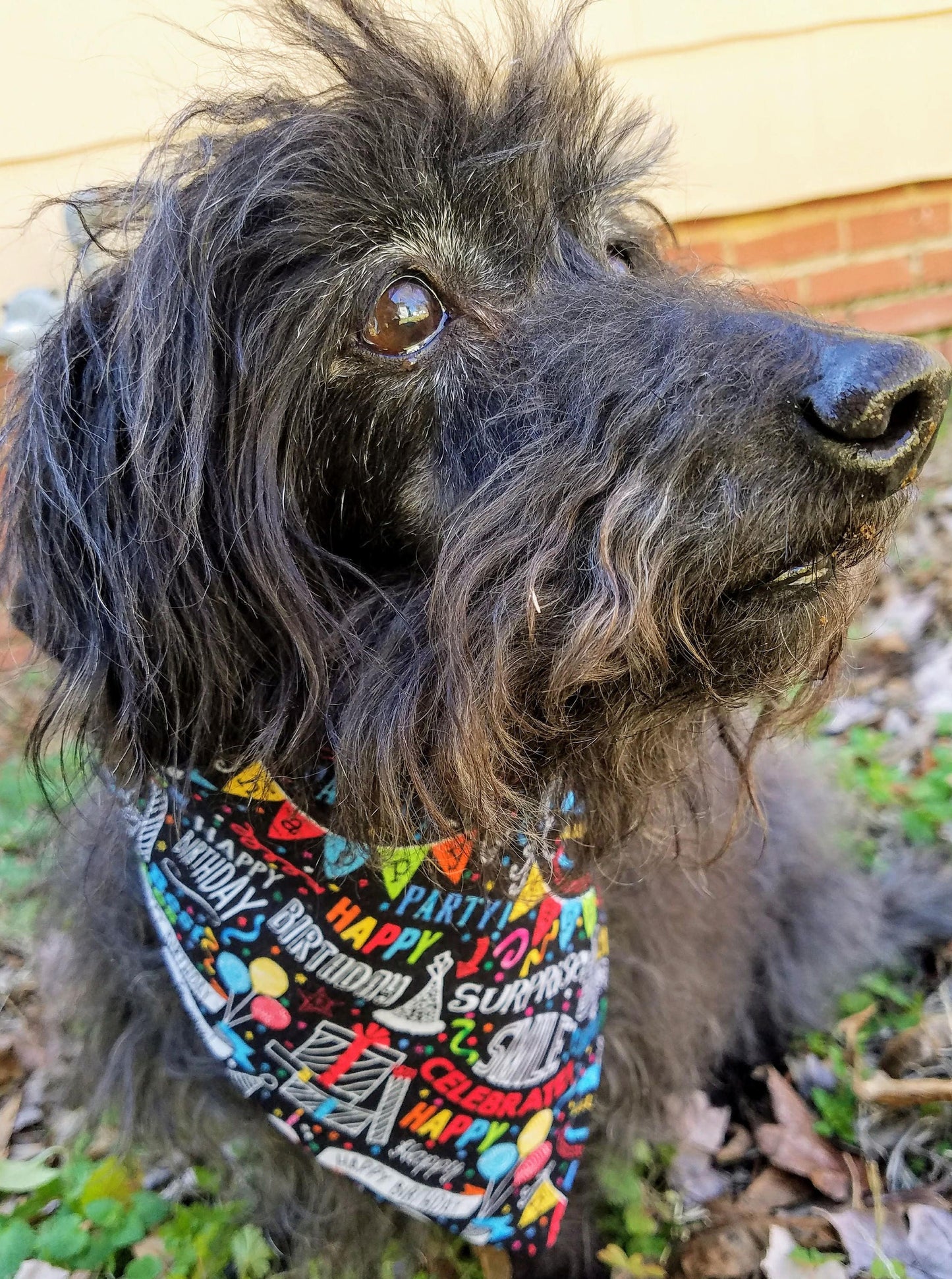 Clip on Dog Bandana With Buckle Pet Cat Bandanna Scarf Black Happy Birthday Surprise Handmade to Order