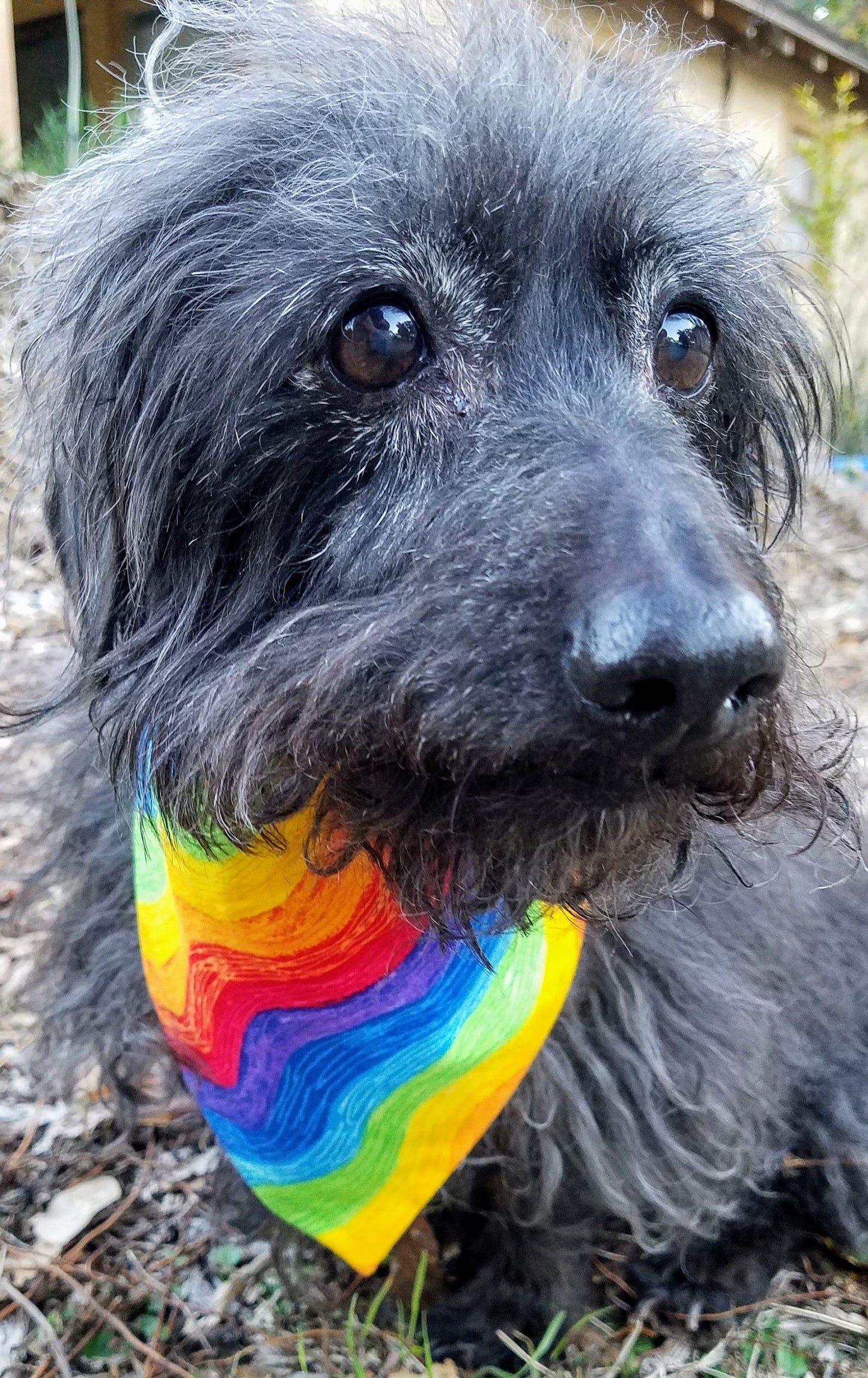 Clip on Dog Bandana With Buckle Pet Cat Bandanna Scarf Rainbow Handmade to Order