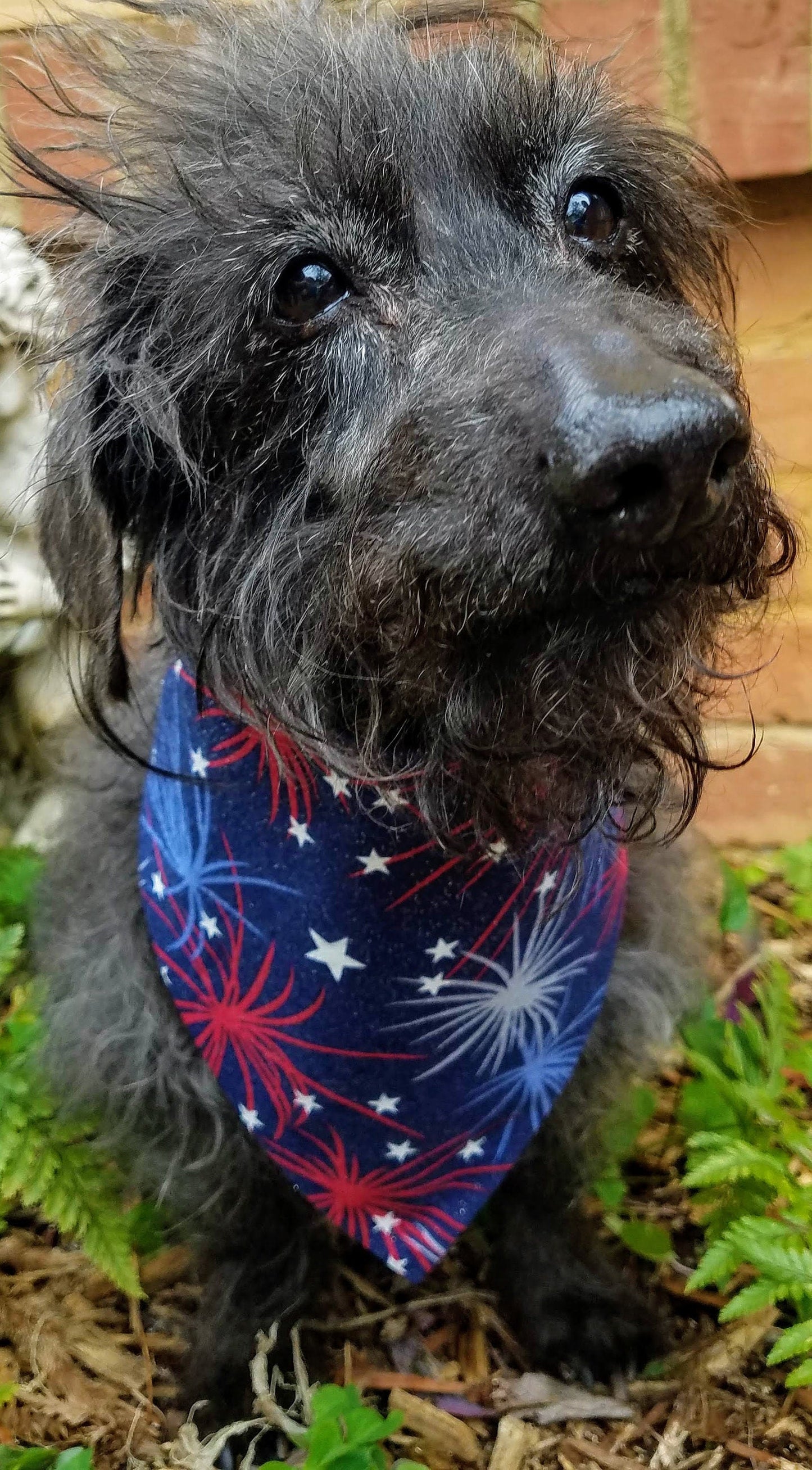 Clip on Dog Bandana With Buckle Pet Cat Bandanna Scarf Red White & Blue Fireworks Sparkle Patriotic America Handmade to Order