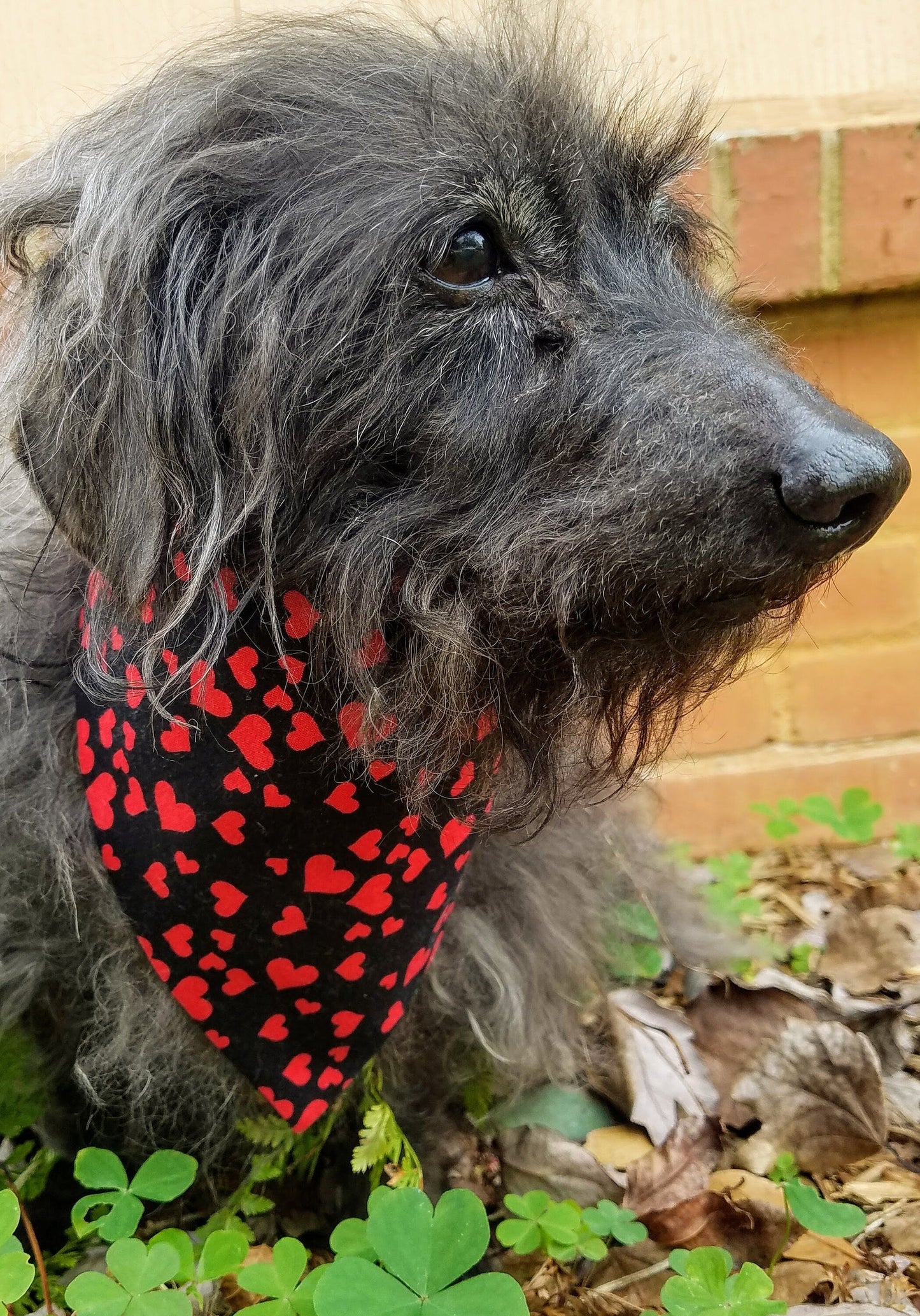 Clip on Dog Bandana With Buckle Pet Cat Bandanna Scarf Red Hearts on Black Sweethearts Valentine's Day Handmade
