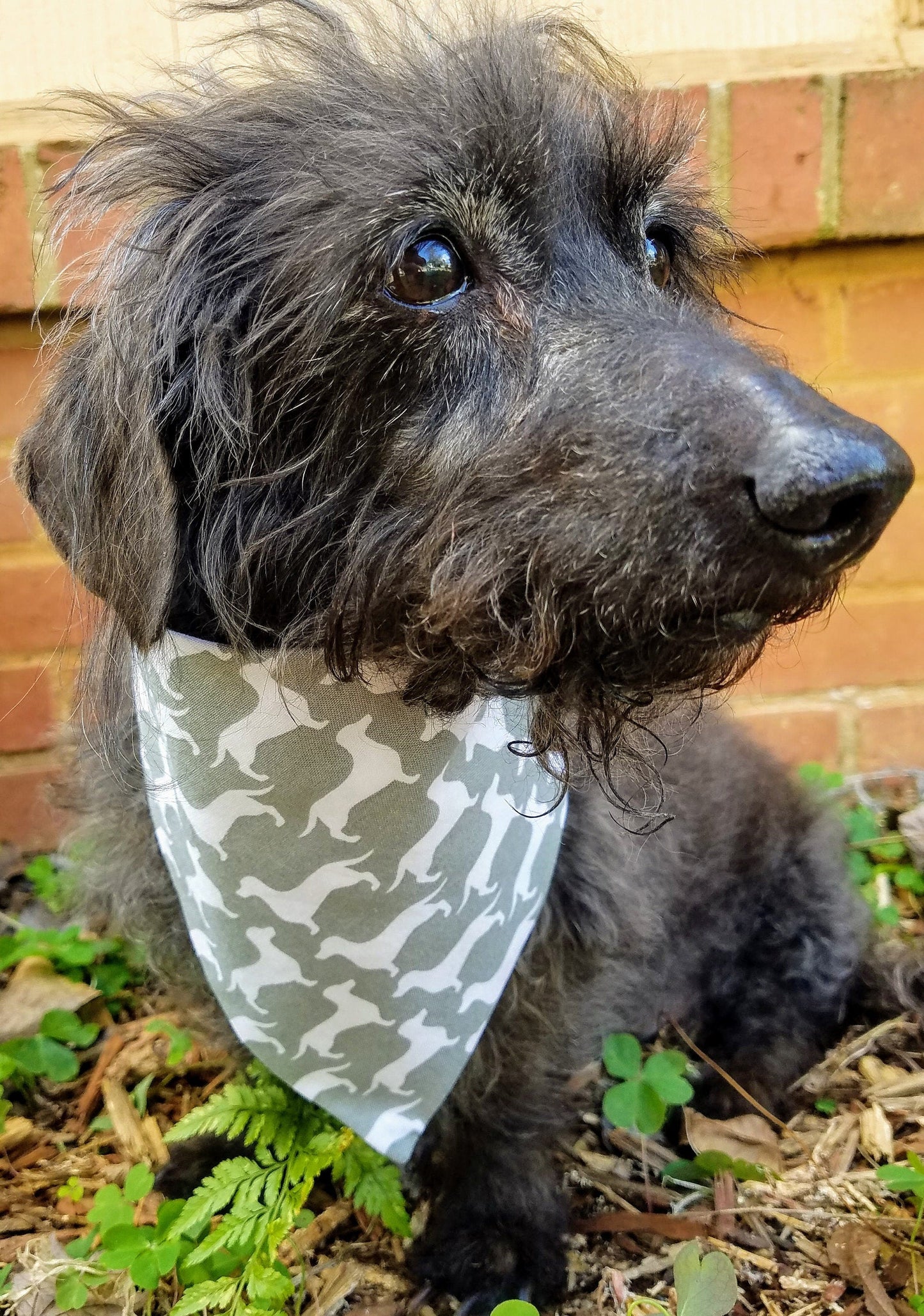 Clip on Dog Bandana With Buckle Pet Cat Bandanna Scarf Classic Dachshunds in Gray Doxie Handmade to Order