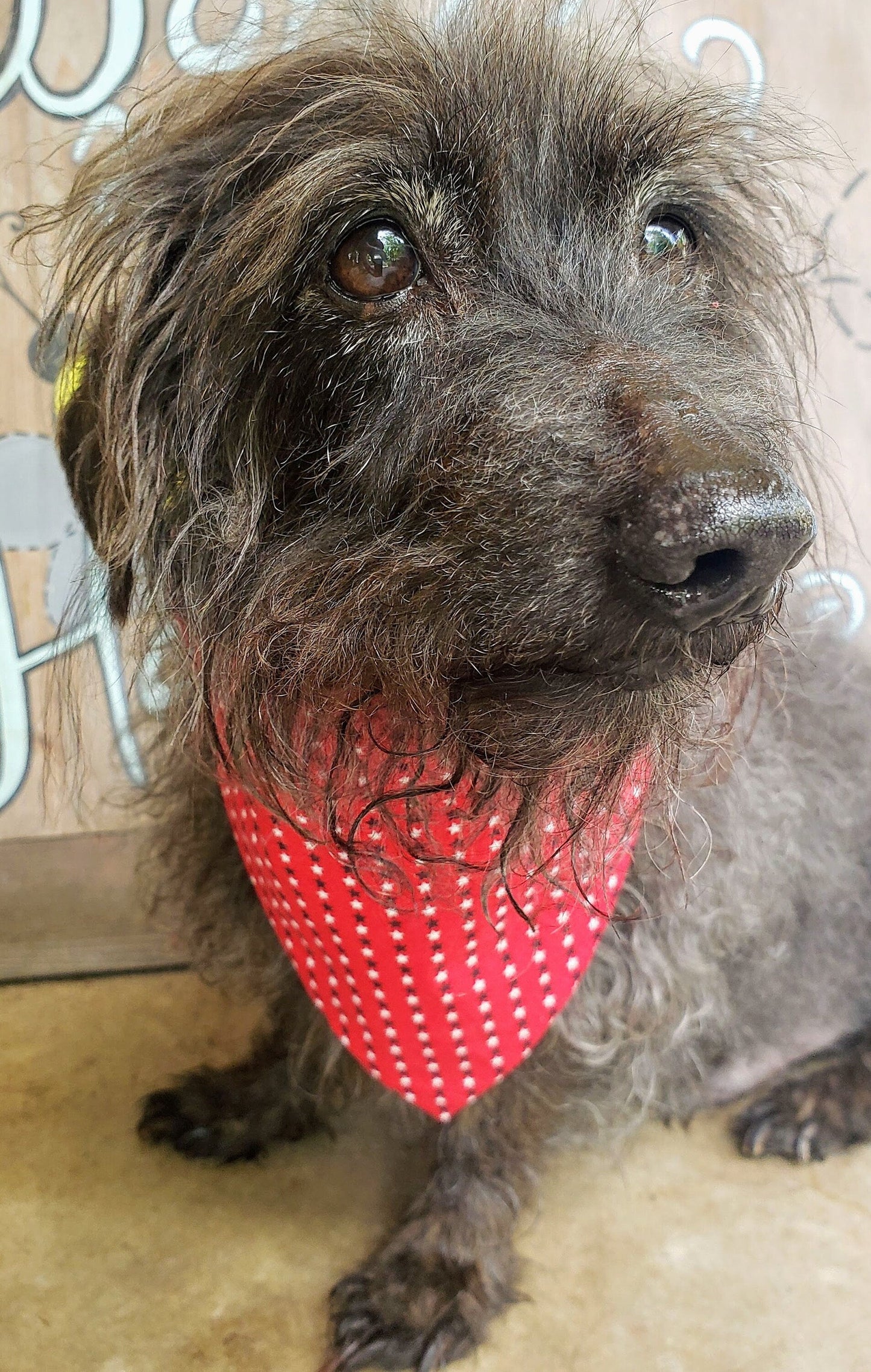Clip on Dog Bandana With Buckle Pet Cat Bandanna Scarf Red White & Blue Patriotic Tiny Stars Americana Handmade to Order