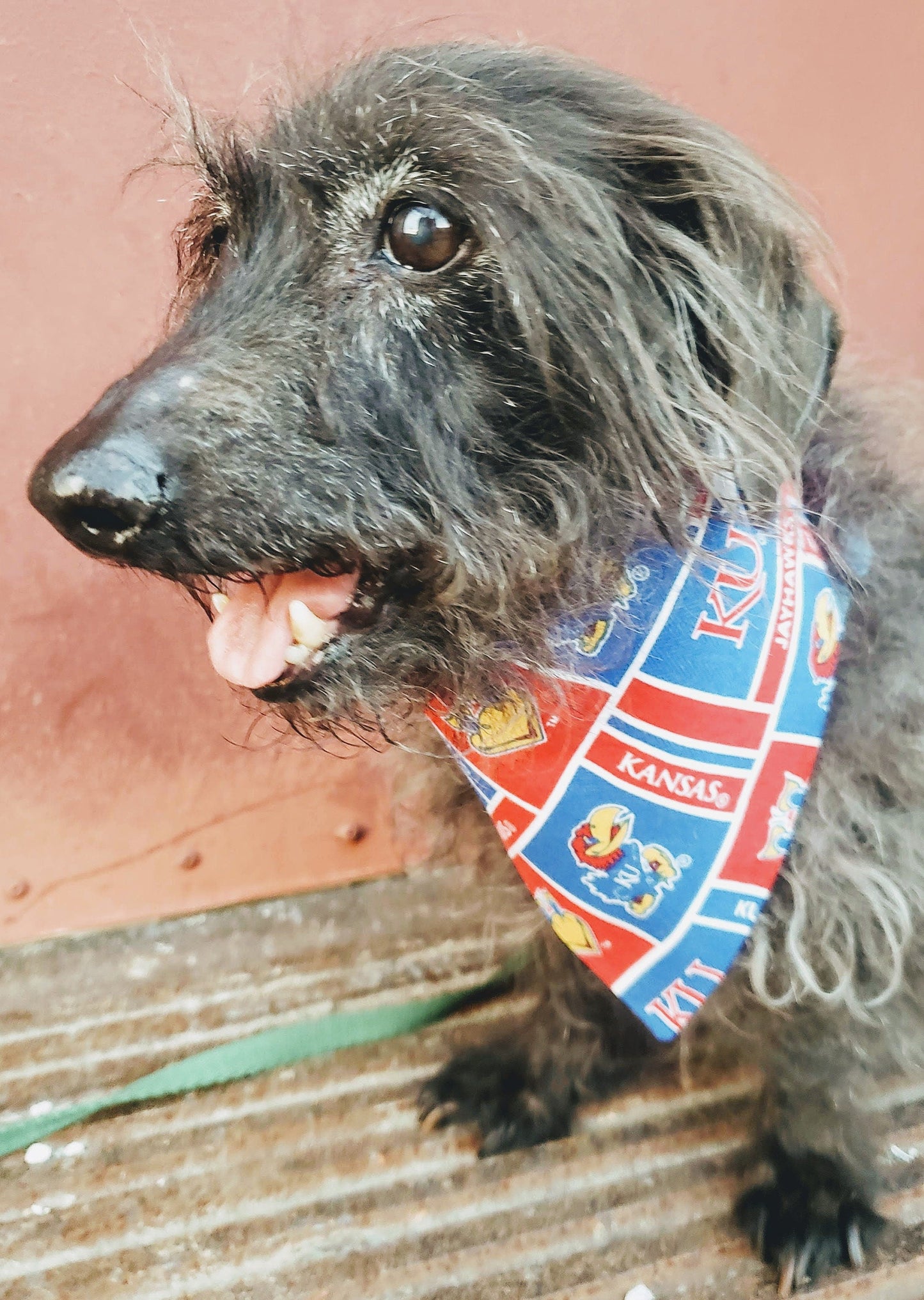 University of Kansas Jayhawks Red & Blue Clip on Dog Bandana With Buckle Pet Cat Bandanna Scarf ncaa Handmade to Order