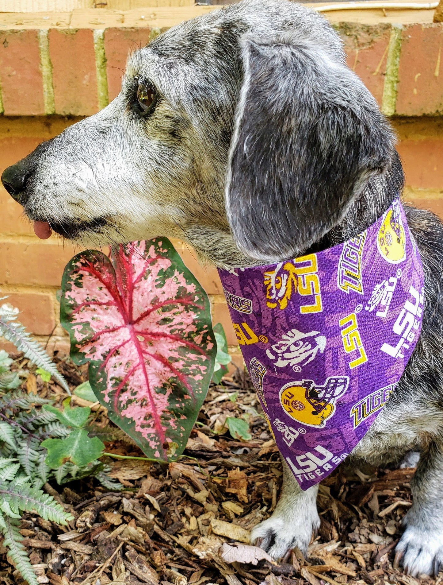 Louisiana State University LSU Tigers Purple Clip on Dog Bandana With Buckle Pet Cat Bandanna Scarf ncaa Handmade to Order