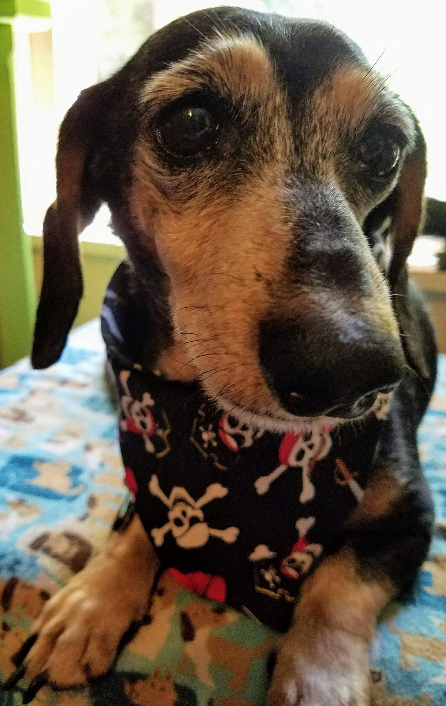 Clip on Dog Bandana With Buckle Pet Cat Bandanna Scarf Black Pirates Skulls and Crossbones Summer Handmade to Order