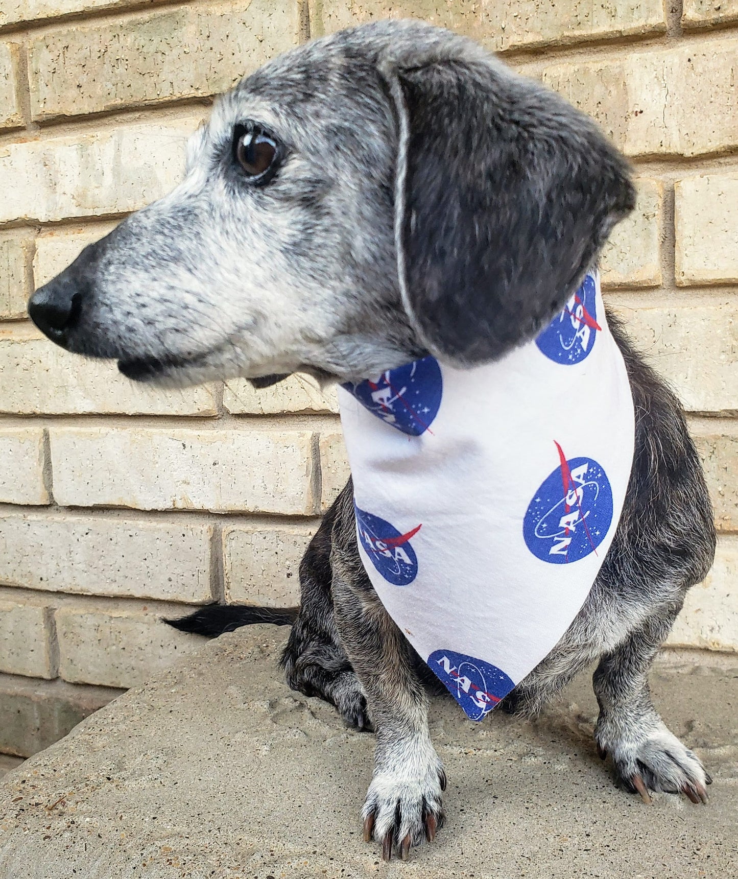 Clip on Dog Bandana With Buckle Pet Cat Bandanna Scarf Blue NASA Logo Space Astronauts Stars Planets Print Handmade to Order