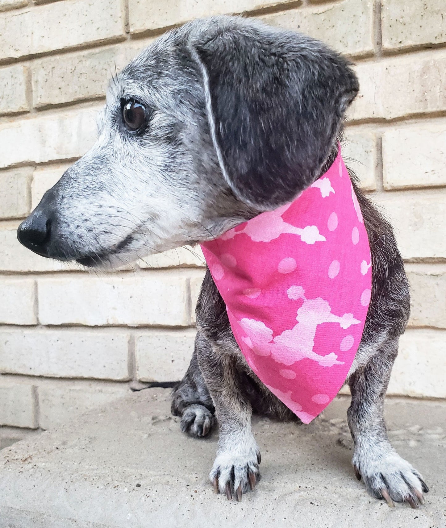 Clip on Dog Bandana With Buckle Pet Cat Bandanna Scarf Classic Hot Pink French Poodles Toy Mini Spoo Print Handmade to Order