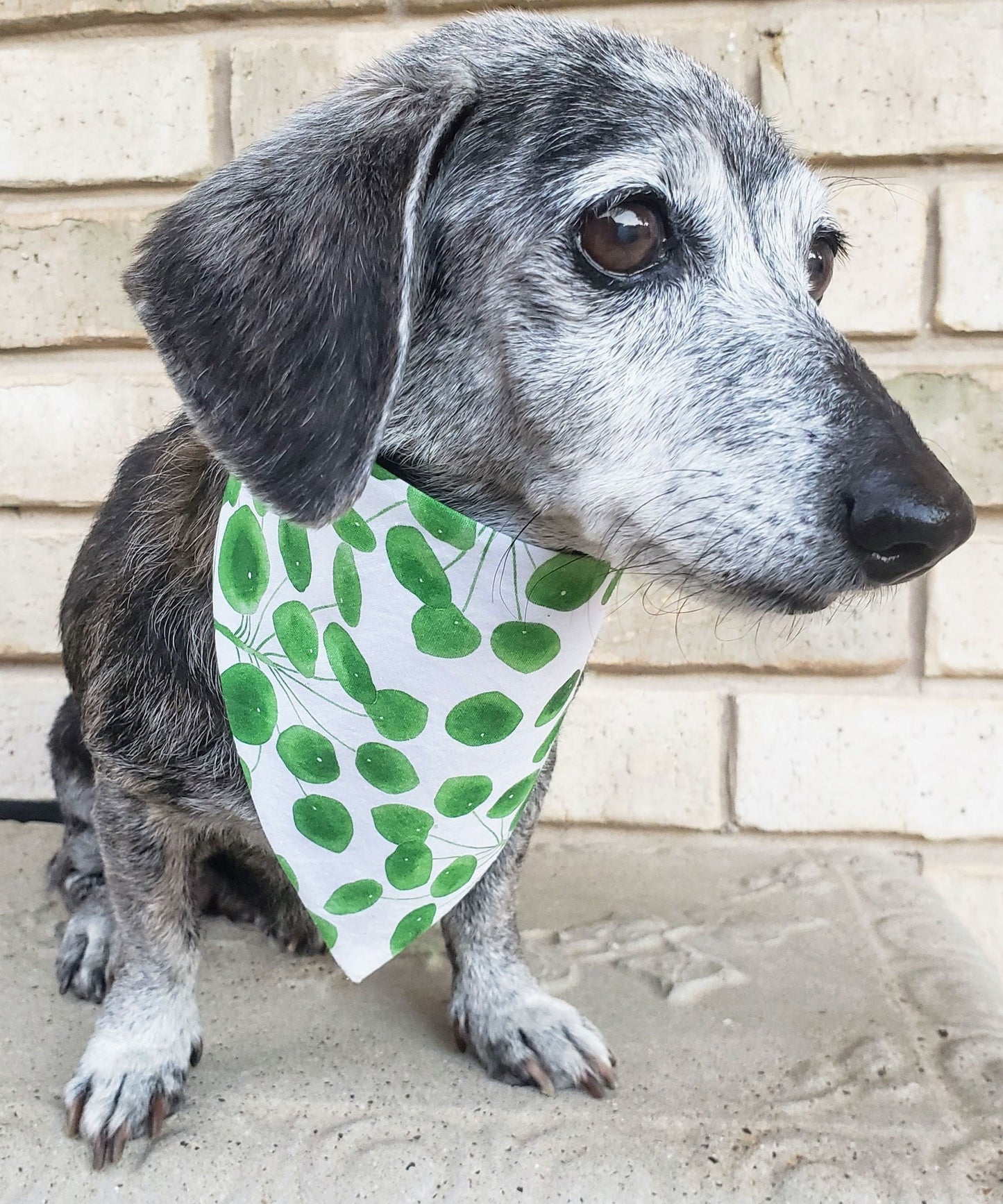 Clip on Dog Bandana With Buckle Pet Cat Bandanna Scarf Green Houseplant Plant Leaves Pilea Friendship Plant Handmade to Order
