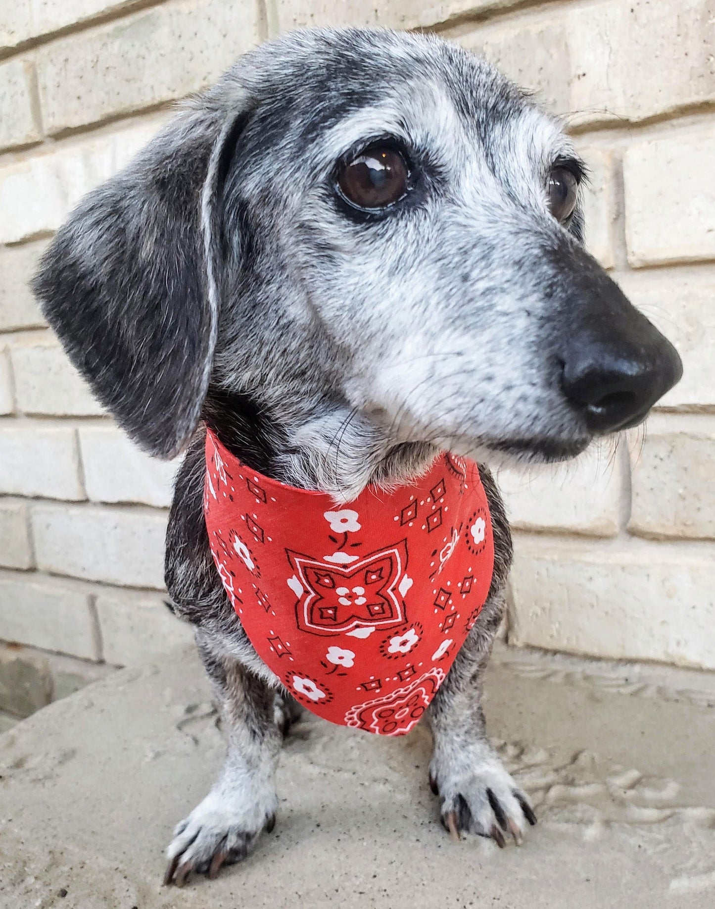 Clip on Dog Bandana With Buckle Pet Cat Bandanna Scarf Classic Red Western Cowboy Cowgirl Bandana Print Handmade
