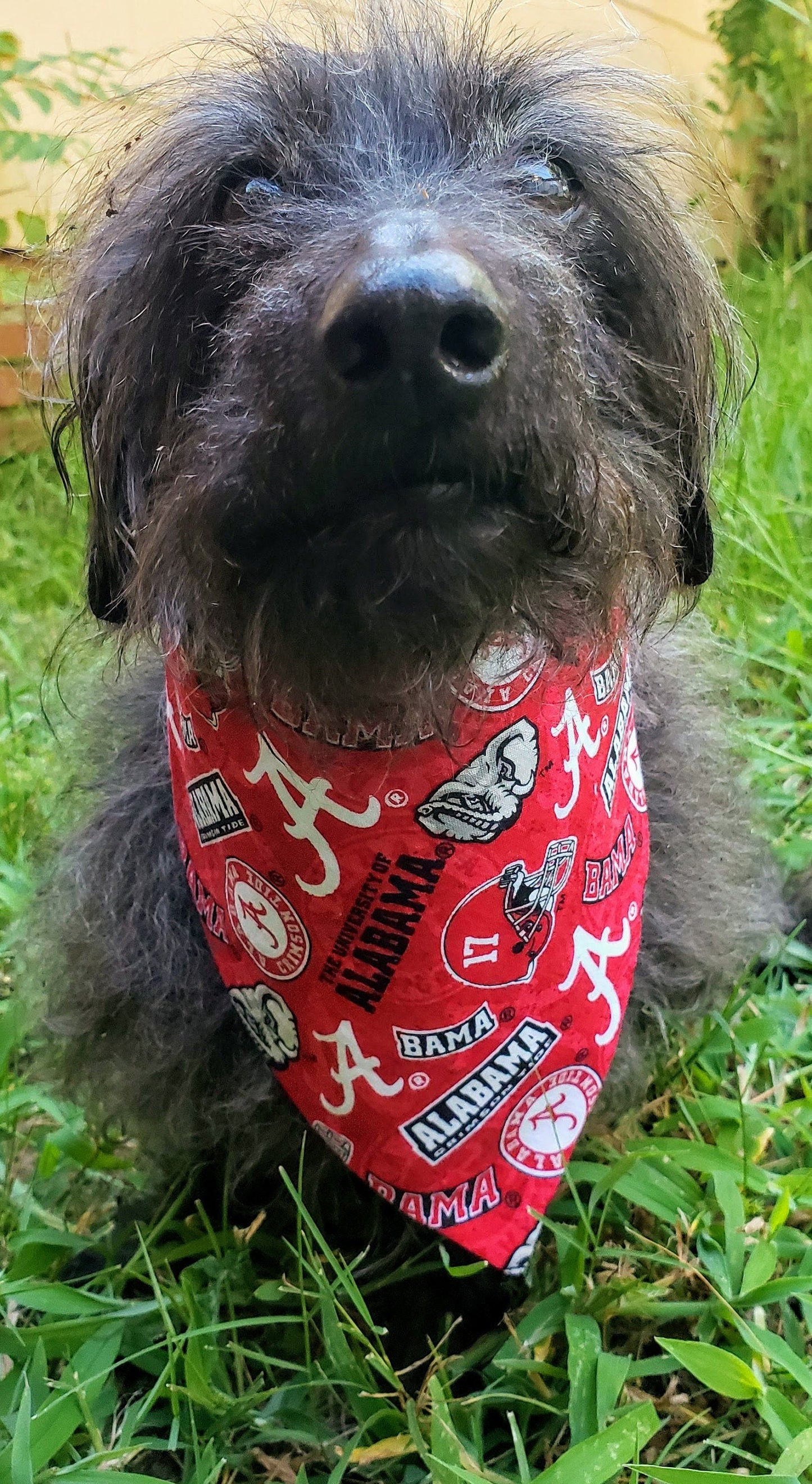 Clip on Dog Bandana With Buckle Pet Cat Bandanna Scarf University of Alabama Crimson Tide ncaa ua Handmade to Order