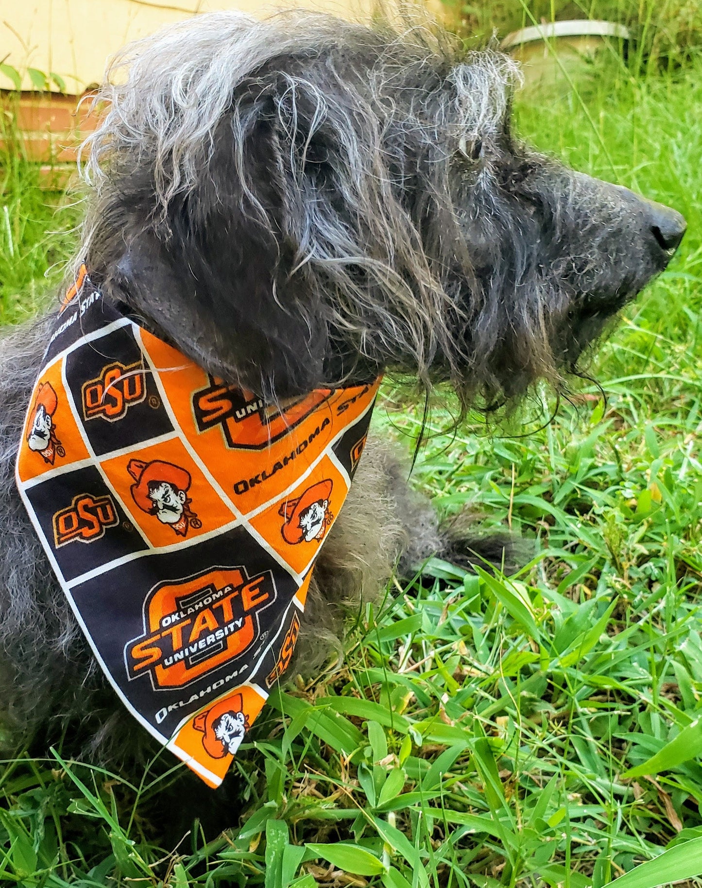 Oklahoma State University OSU Cowboys Clip on Dog Bandana With Buckle Pet Cat Bandanna Scarf ncaa Handmade to Order