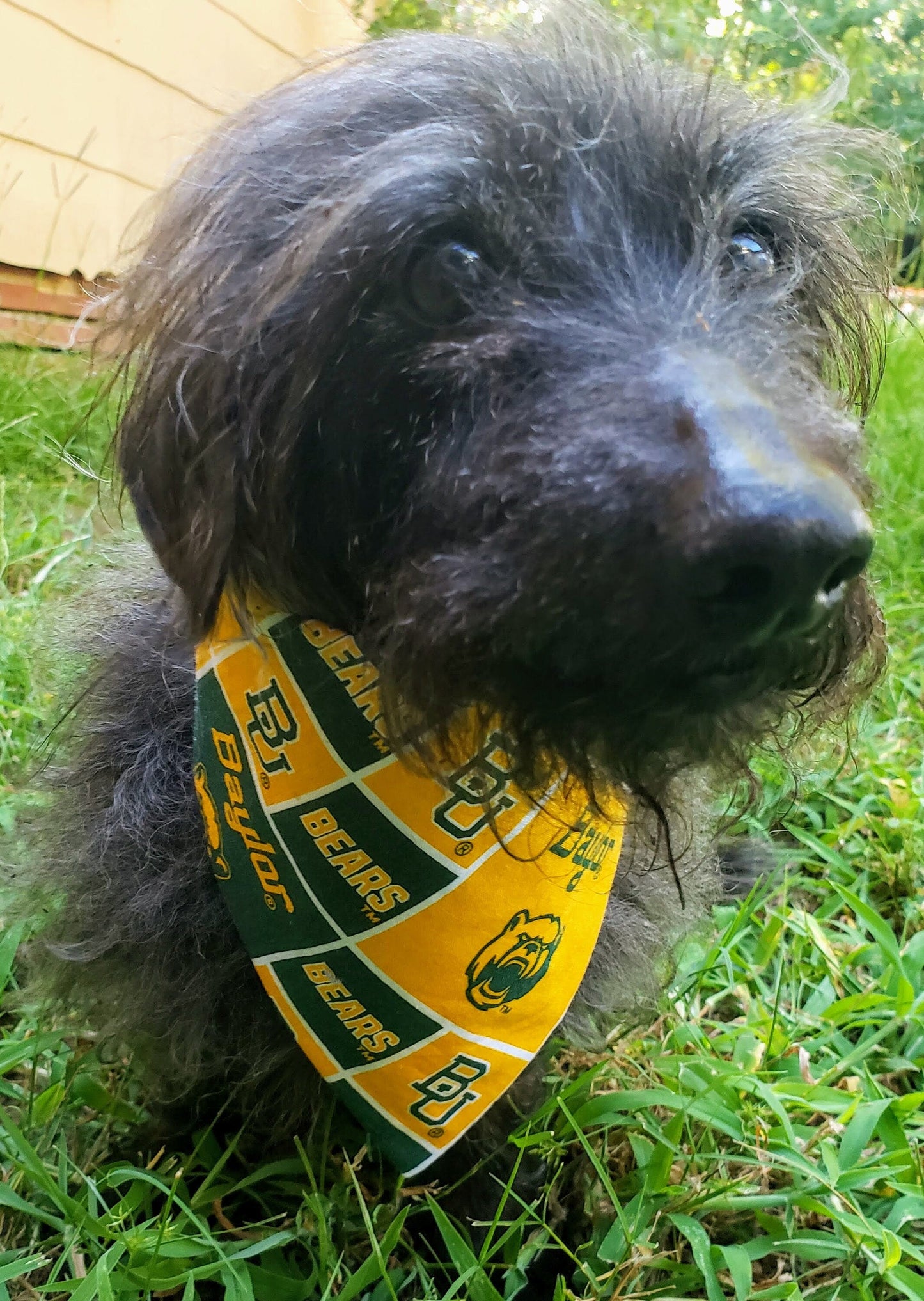 Baylor University Bears Clip on Dog Bandana With Buckle Pet Cat Bandanna Scarf ncaa Handmade to Order